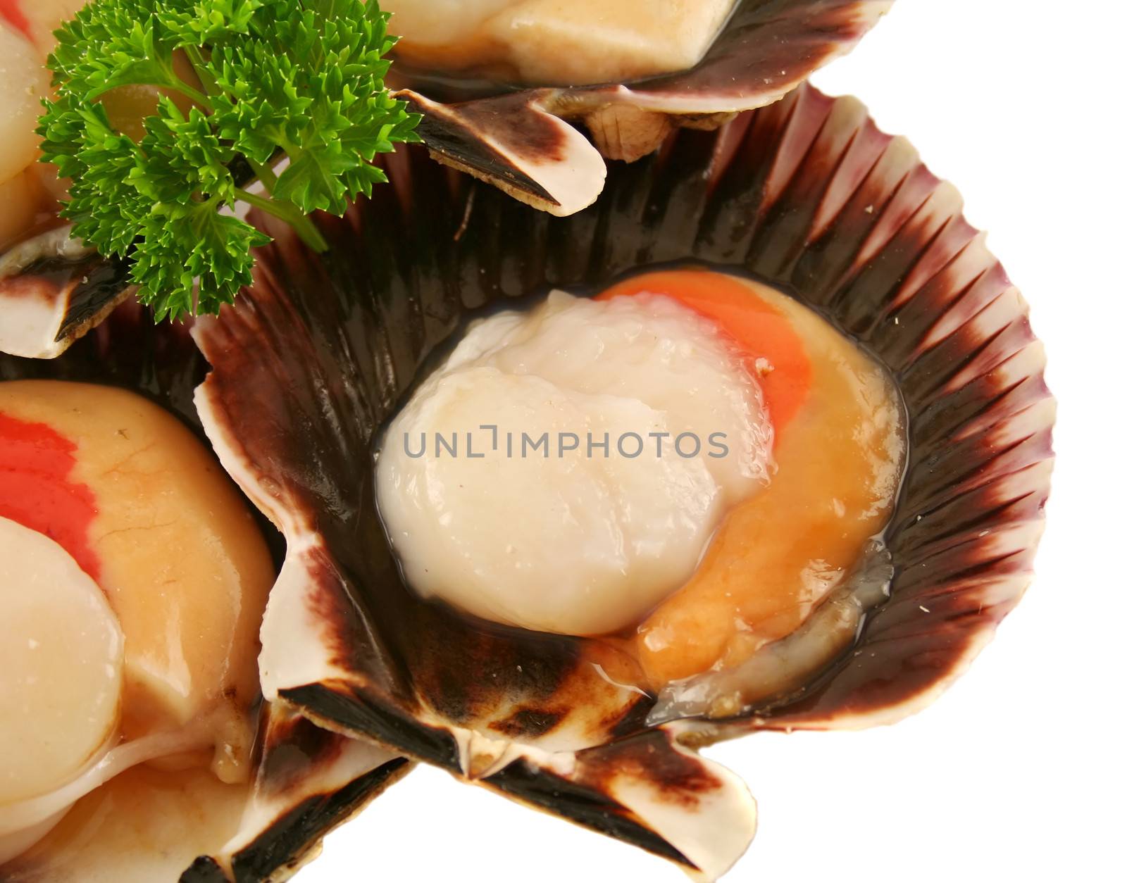 Freshly harvested sea scallops in their shells with parsley.