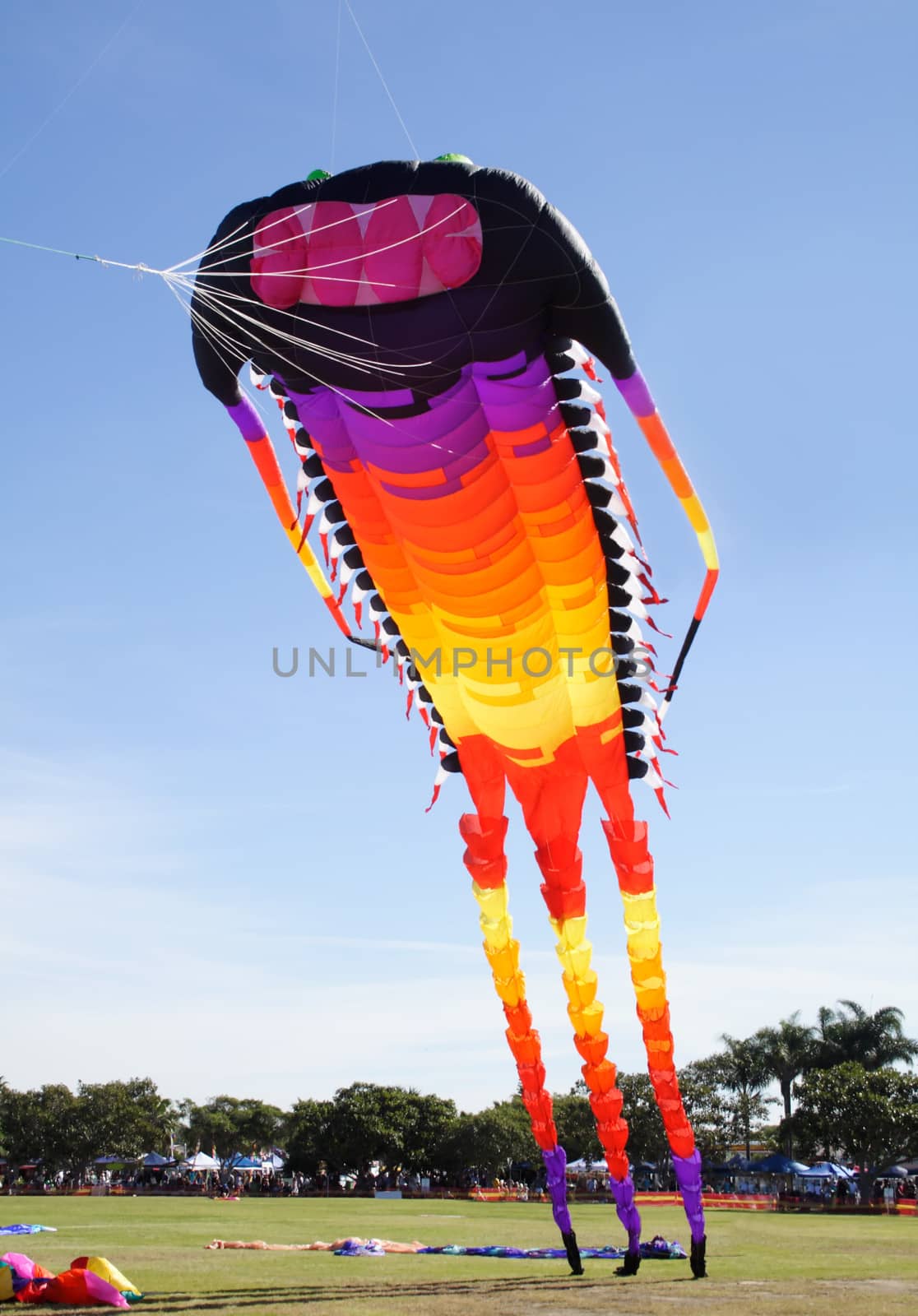 Giant colorful kite in the shape of a long catapillar like creature leaving the ground.