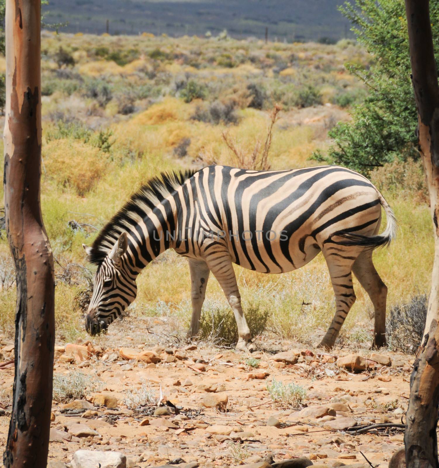 Striped zebra between two trees in the wild savanna, Africa