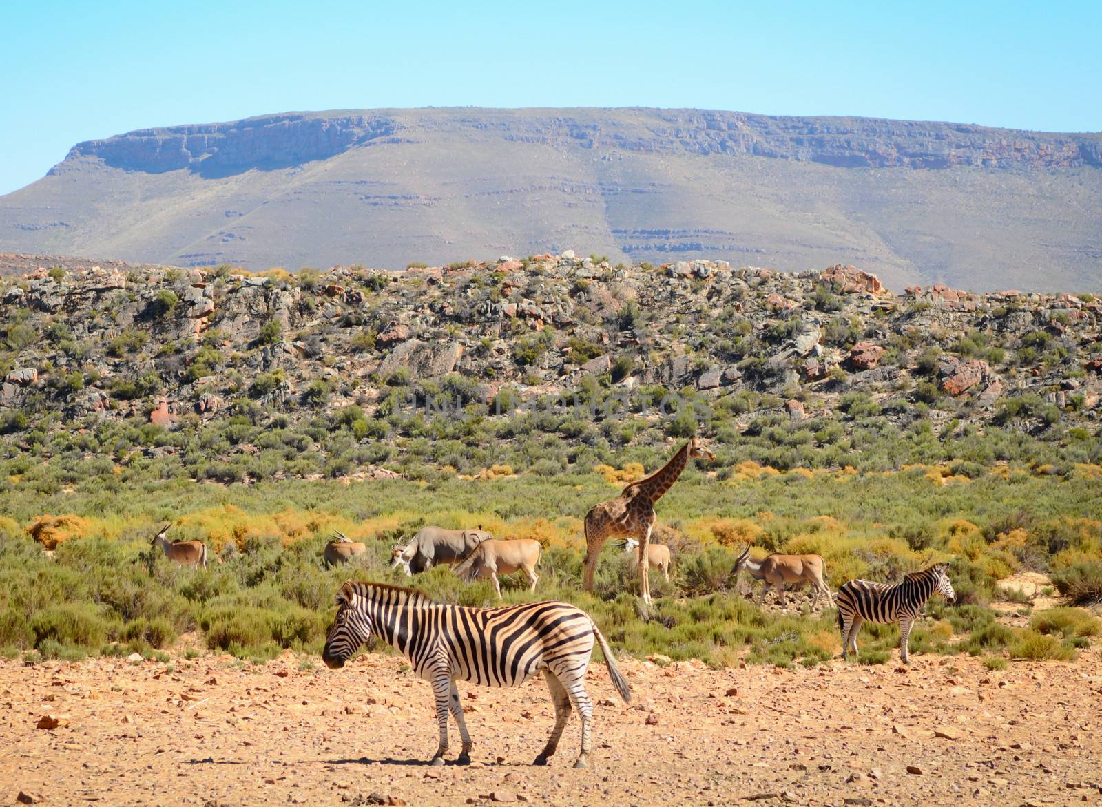 Zebra and group animals in yellow savanna against the mountain, Africa