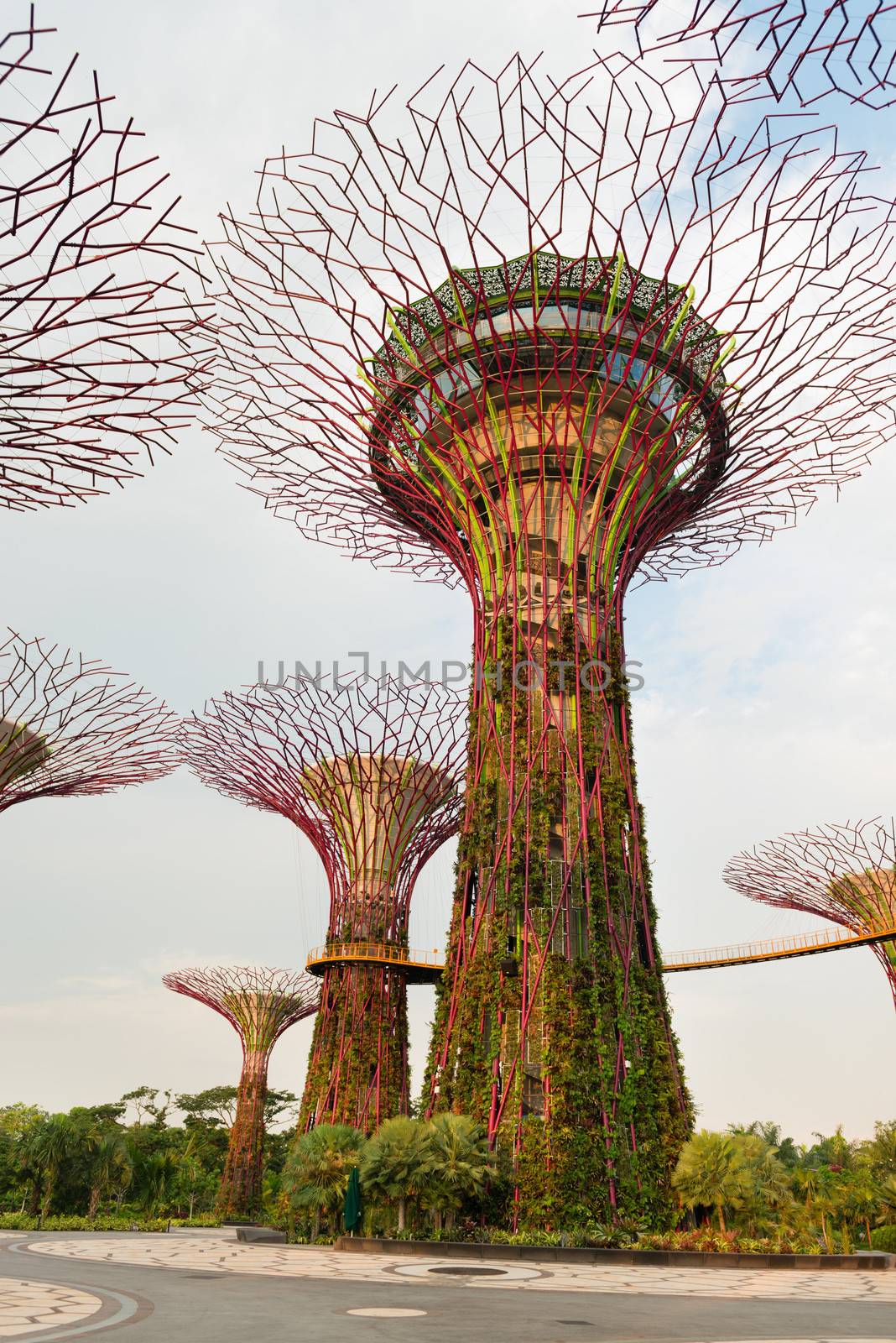 Super trees in Gardens by the Bay Singapore by iryna_rasko