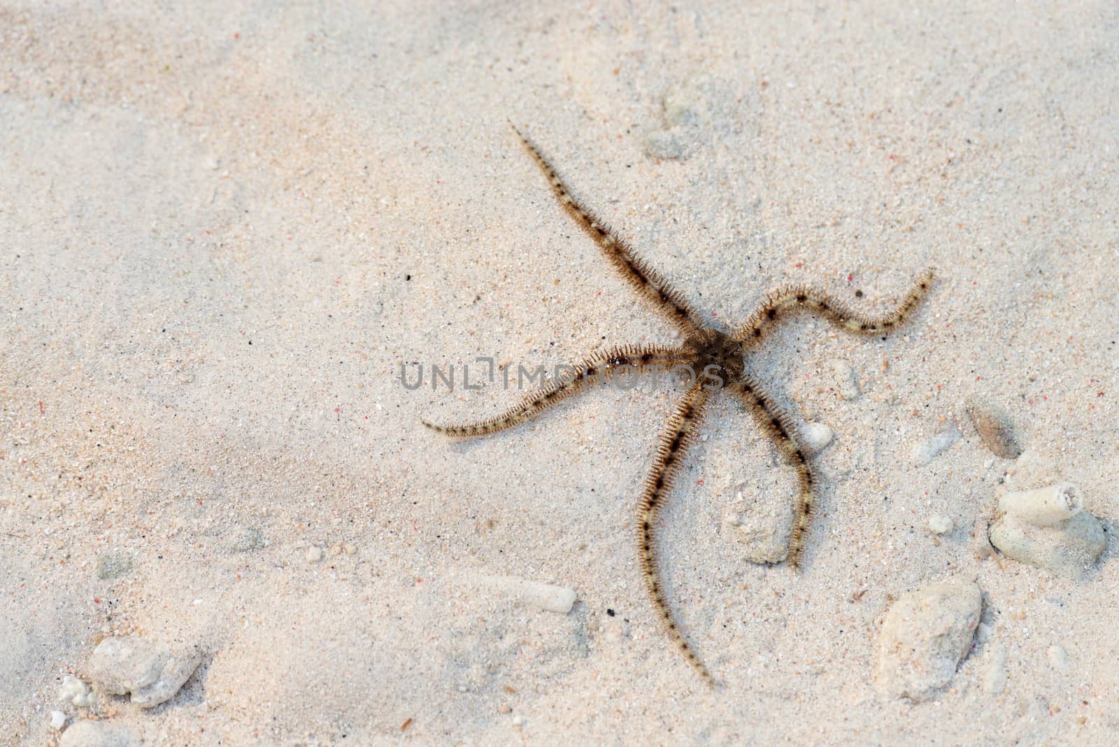 Brittle star or ophiuroids brown thin starfish on sand background