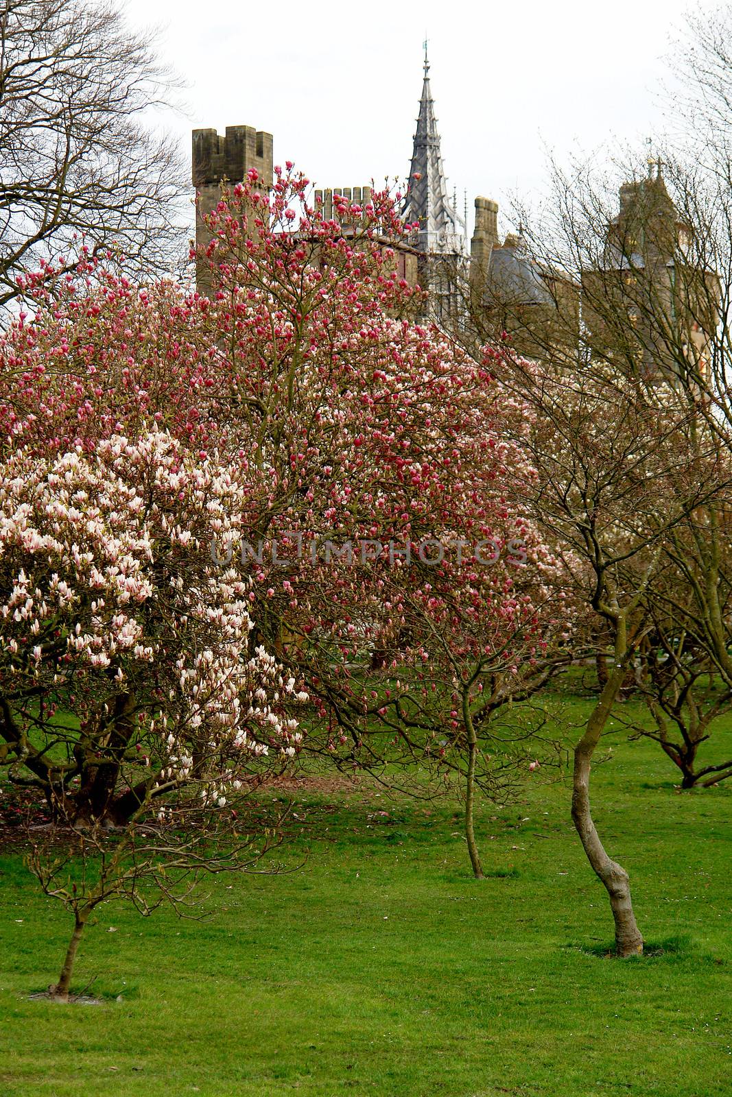 Bute park whit castle in the background, Cardiff, Wales. UK.