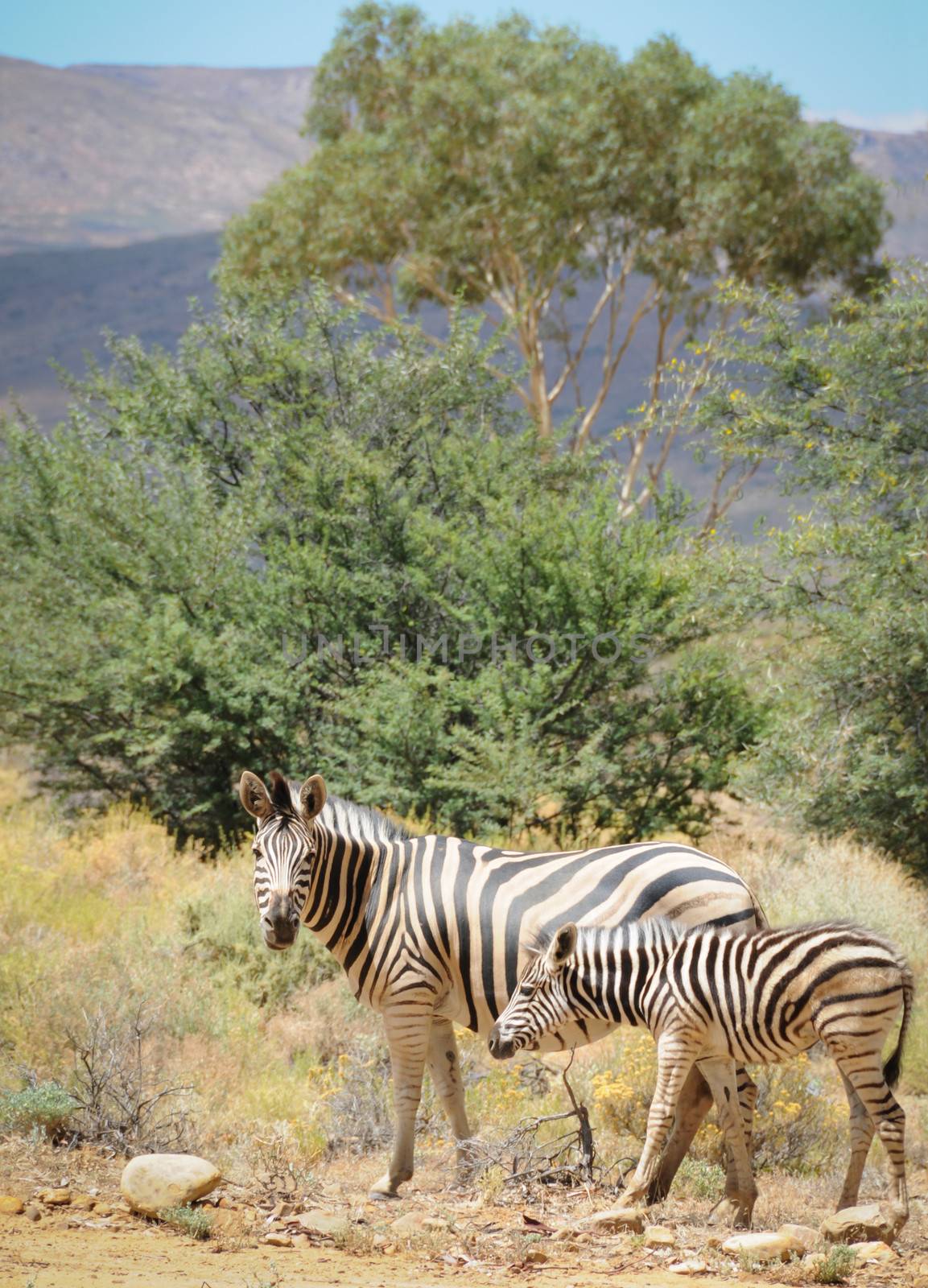 Zebra mare with foal in wild african bush