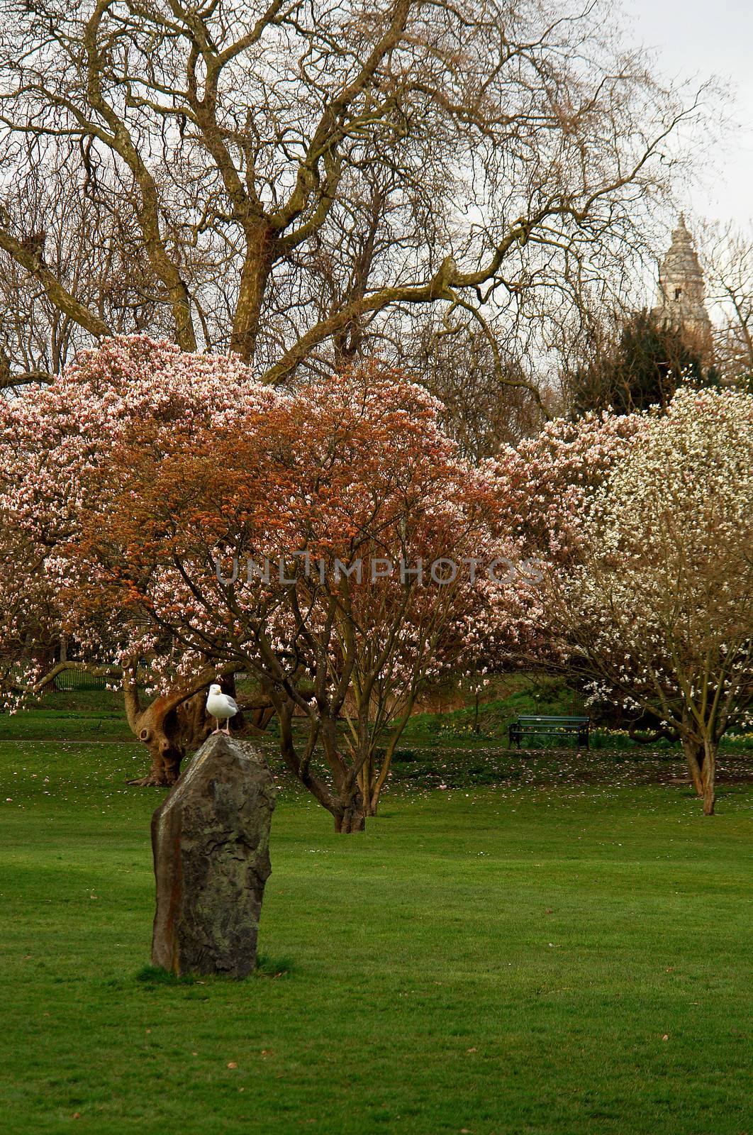 Bute park whit castle in the background, Cardiff, Wales. by ptxgarfield