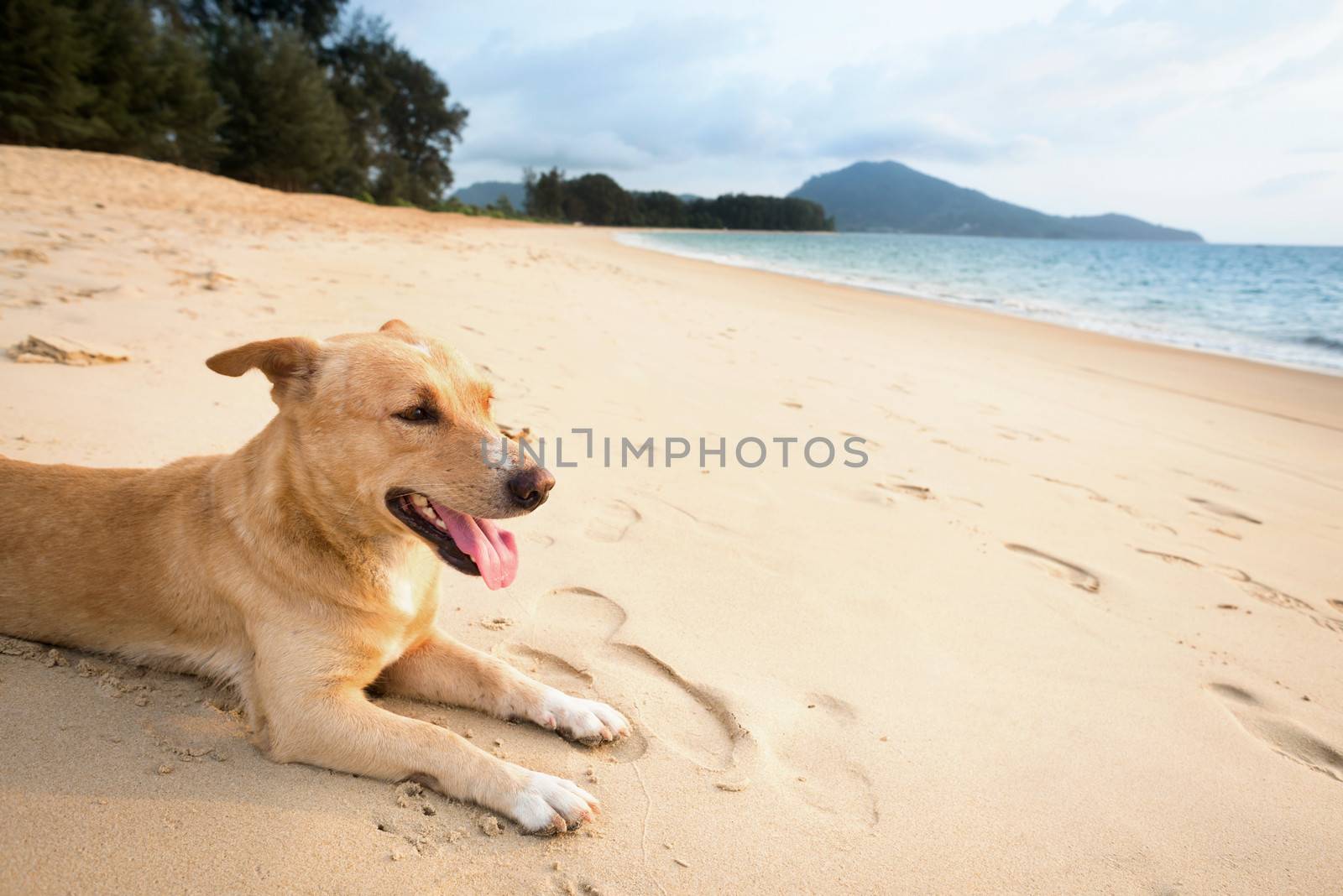 Dog relaxing on sand tropical beach near the blue