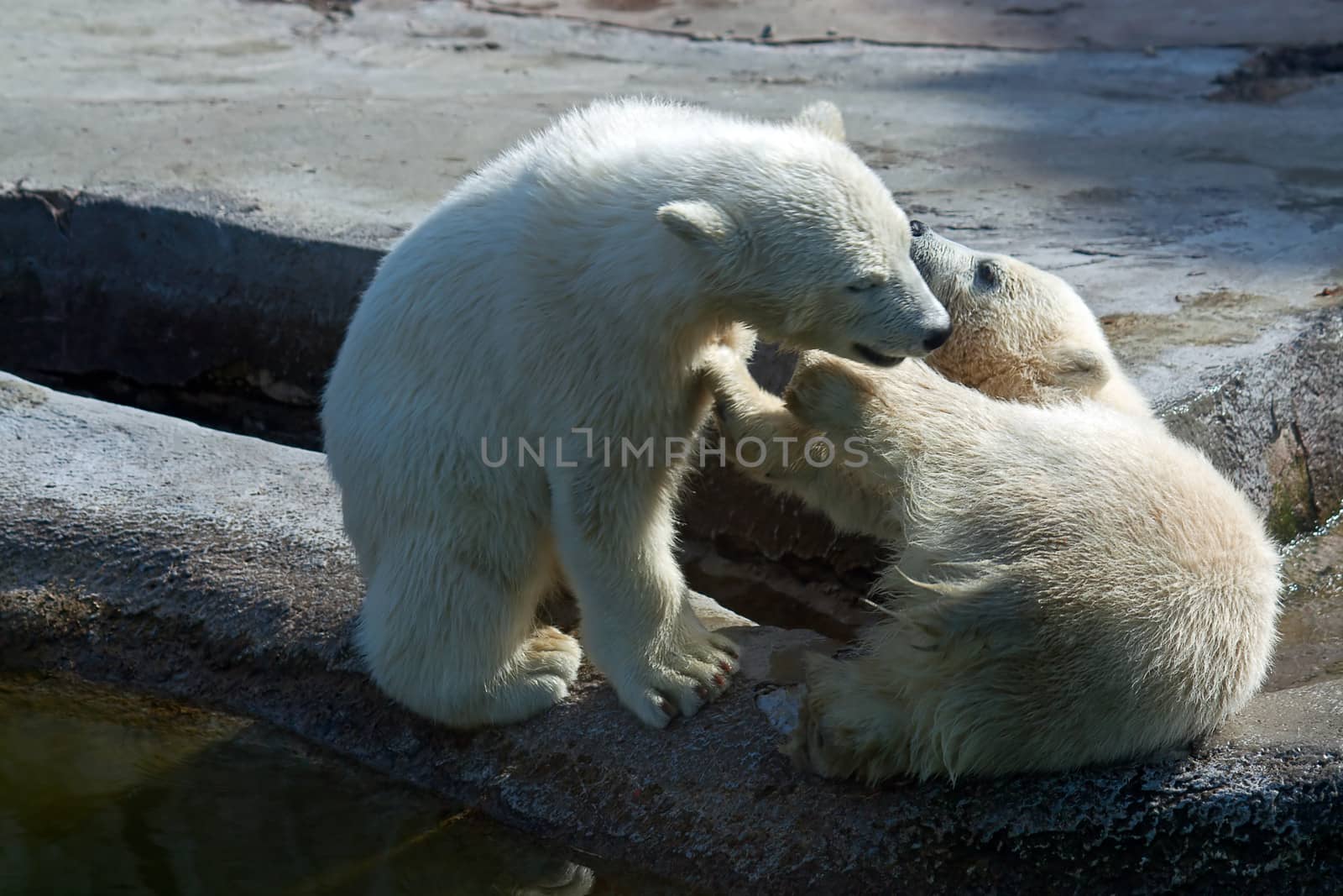 two polar white bear by zhannaprokopeva