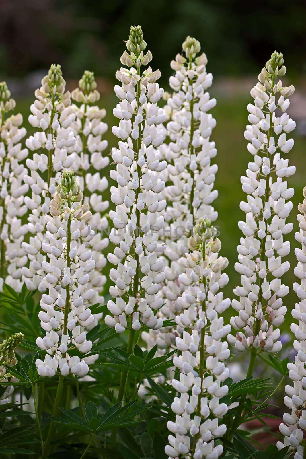 Many white flowers of lupine. Image with shallow depth of field.