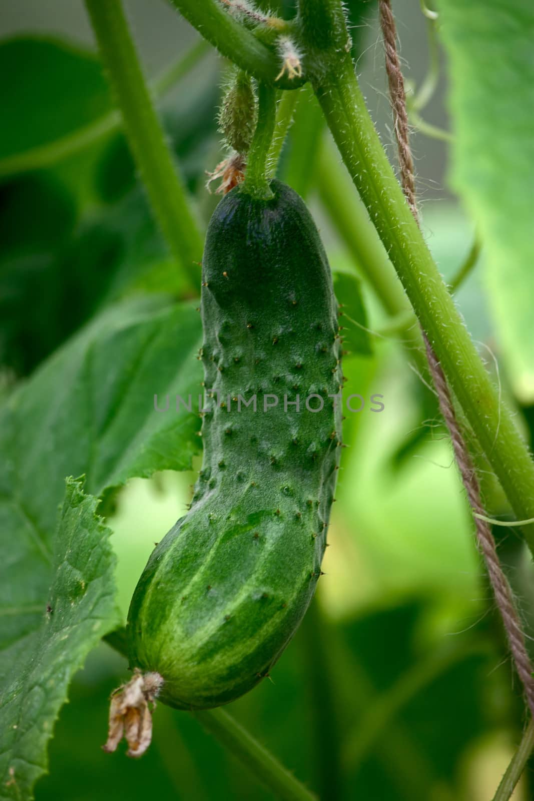 cucumber  growing by zhannaprokopeva