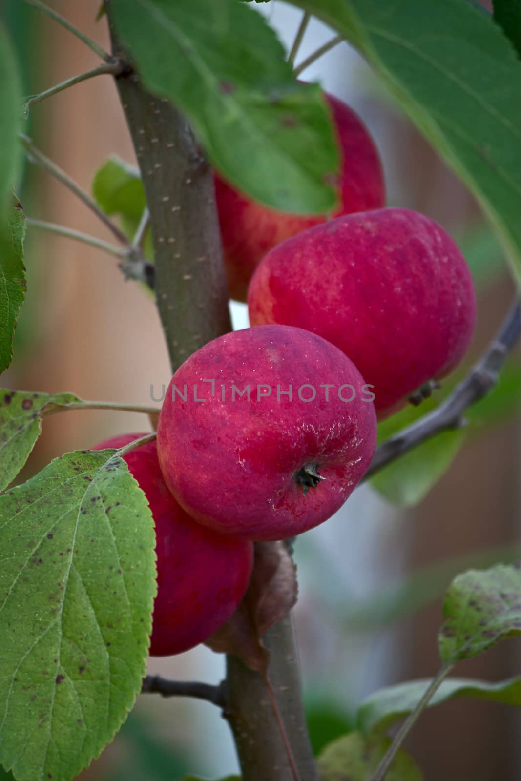 Apples on branch of apple tree in garden close up.