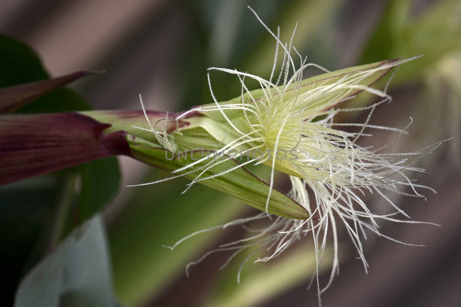 Corn flower close-up. Horizontal shot.