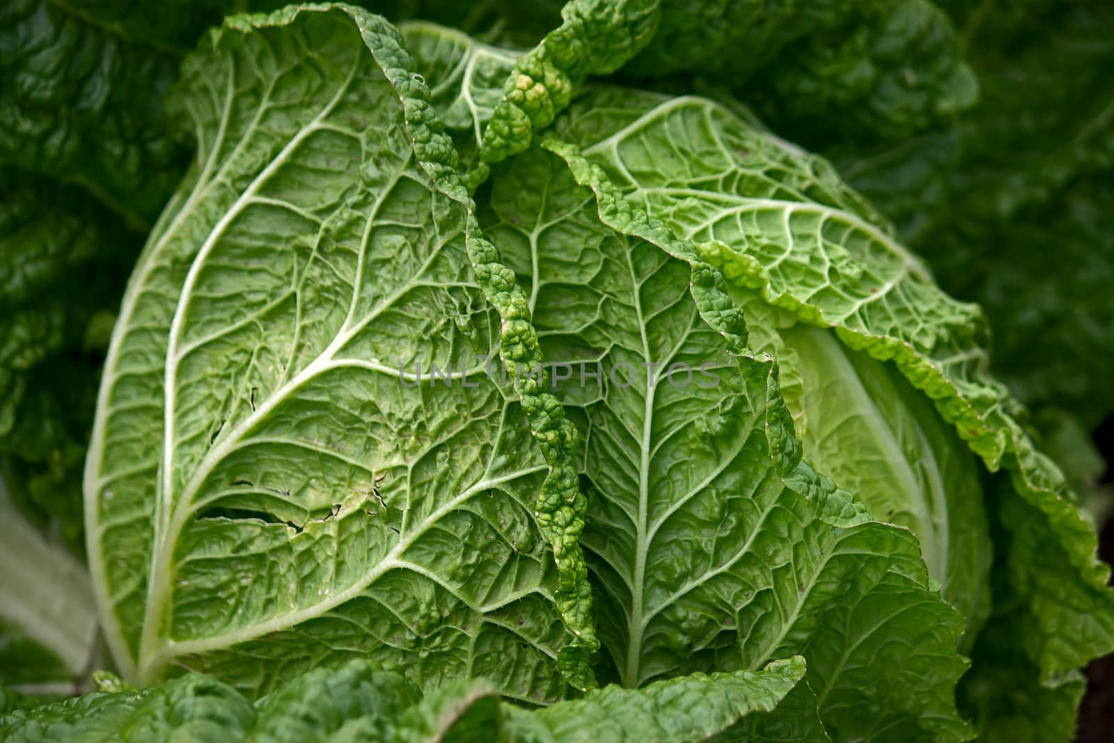 View of  green leaves of savoy cabbage close up.
