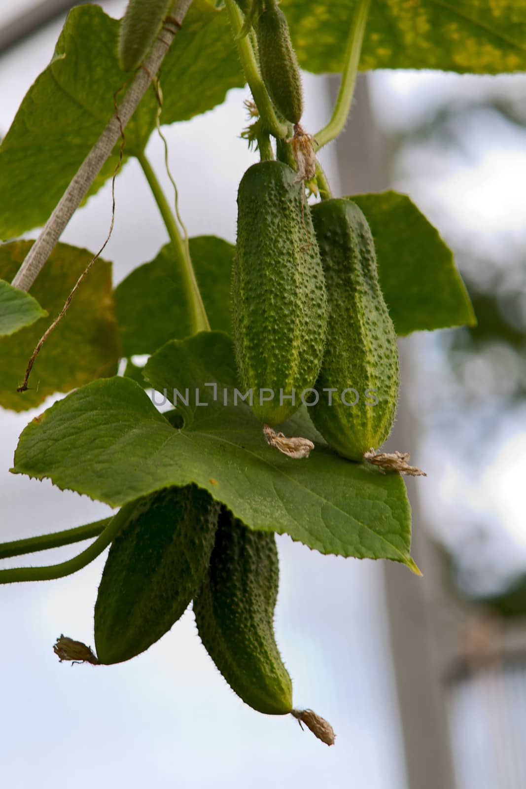 Cucumbers  close up on  branch against  background of leaves.