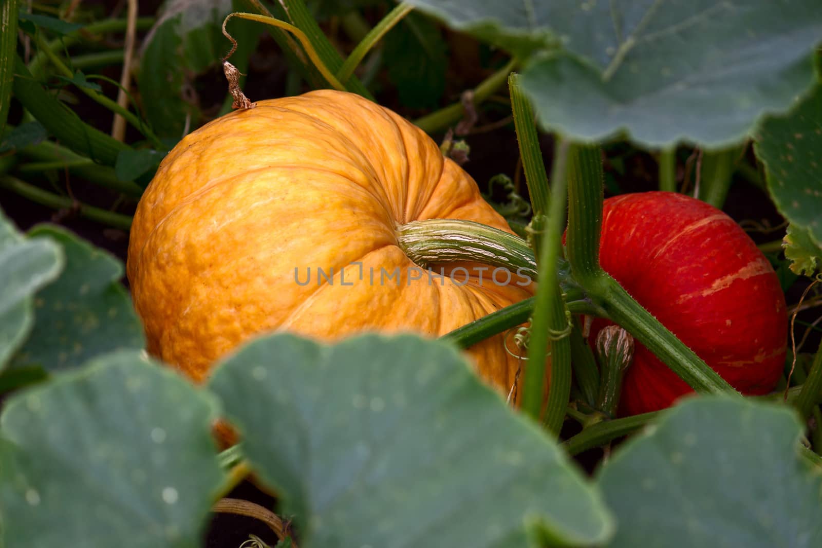 Pumpkin plant close up  to  background of grass and earth.