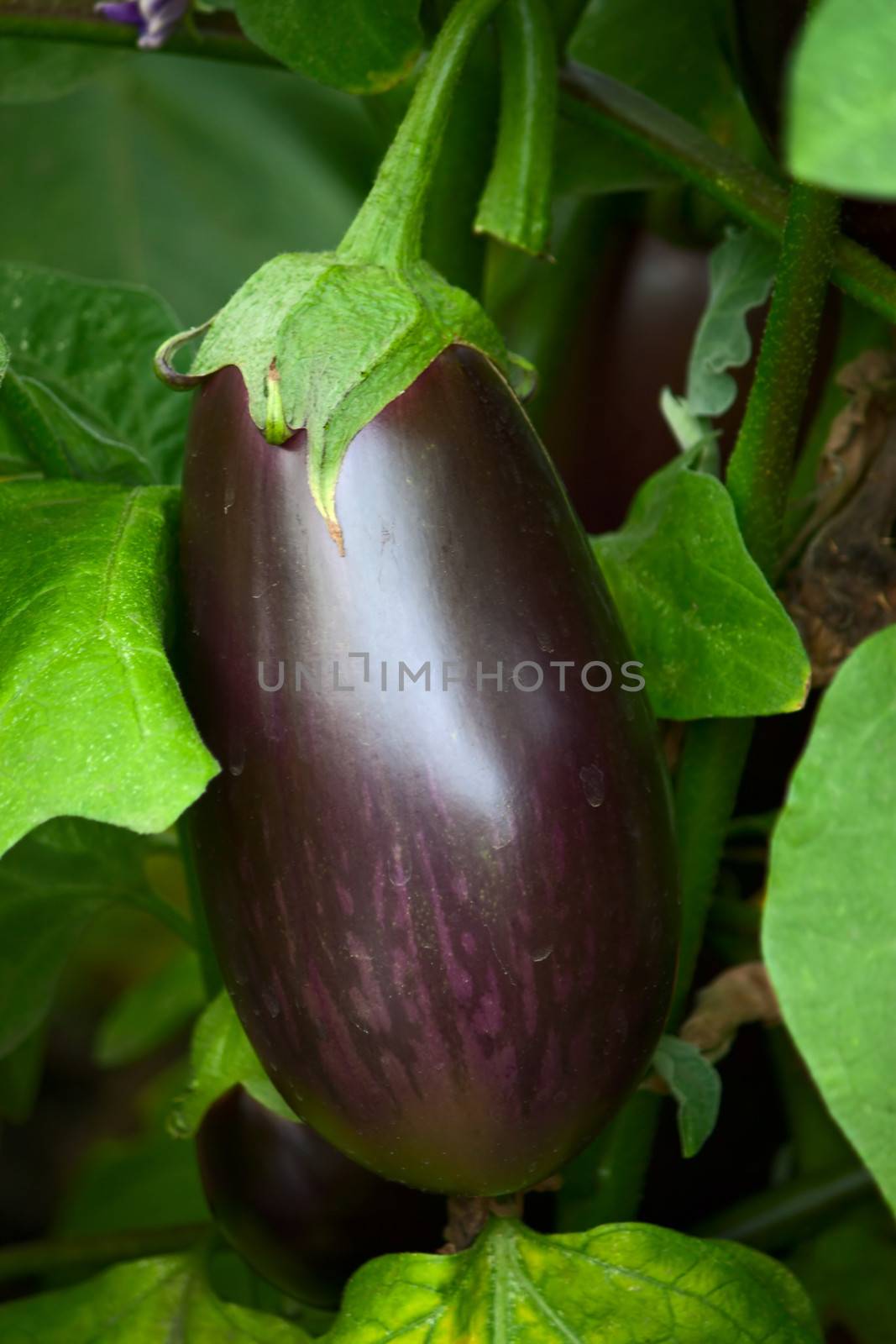  eggplant by zhannaprokopeva