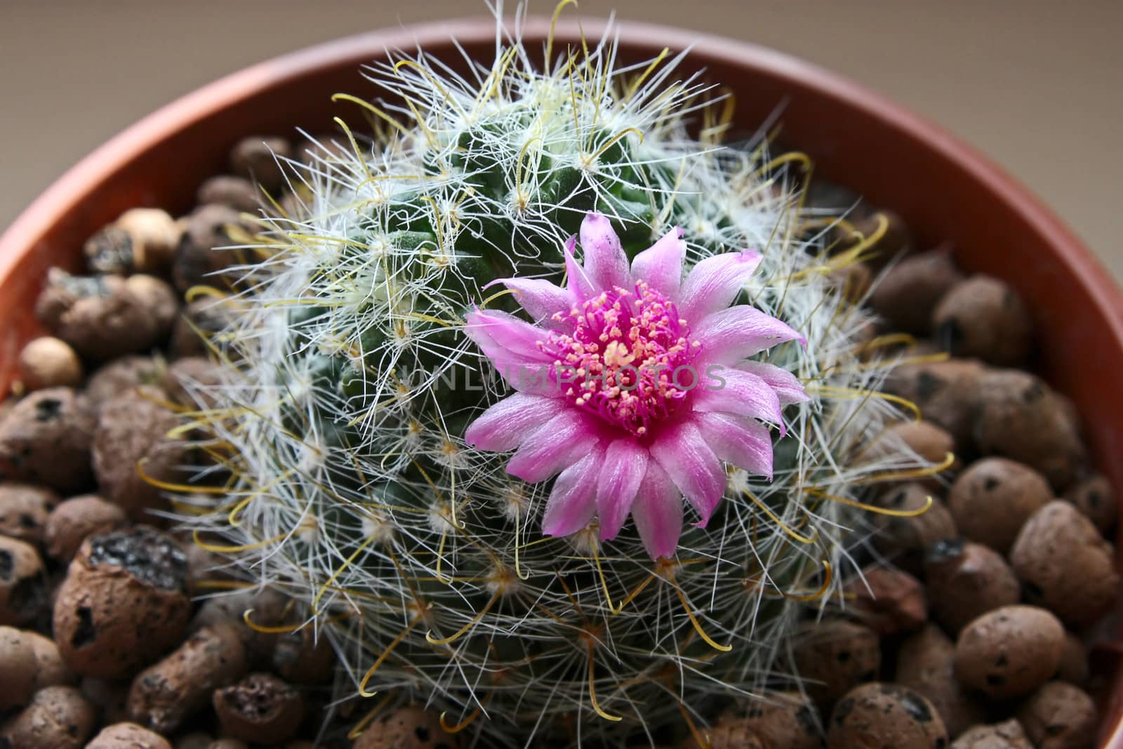Blooming cactus on dark background (Mammillaria).Image with shallow depth of field.