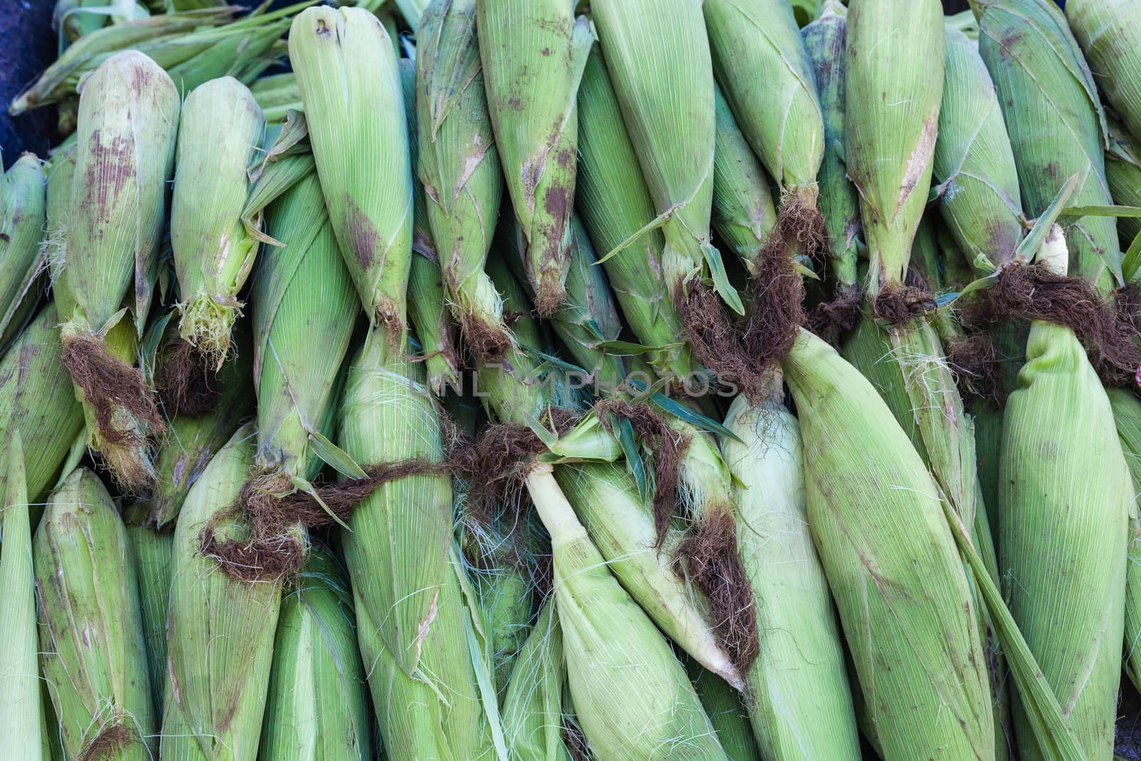 Maize harvest of food cobs on truck to markets.