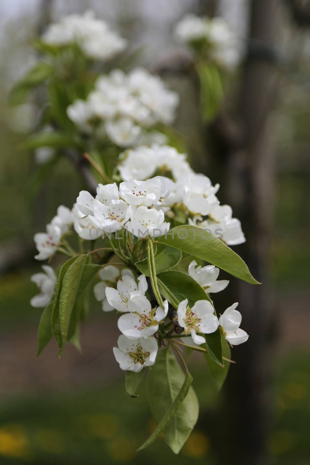 Apple Blossom - 13 by Kartouchken