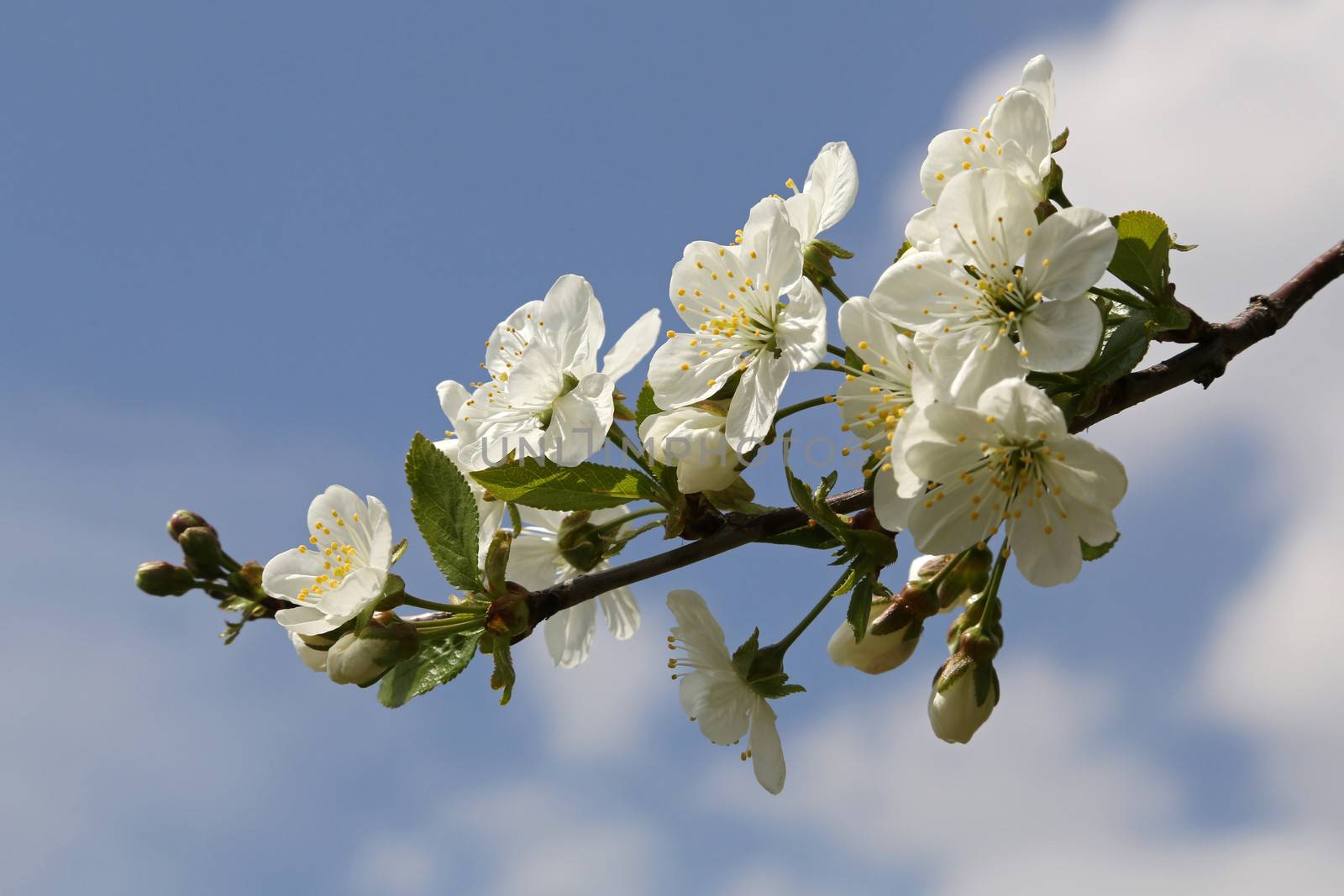 Apple Blossom - 14 by Kartouchken