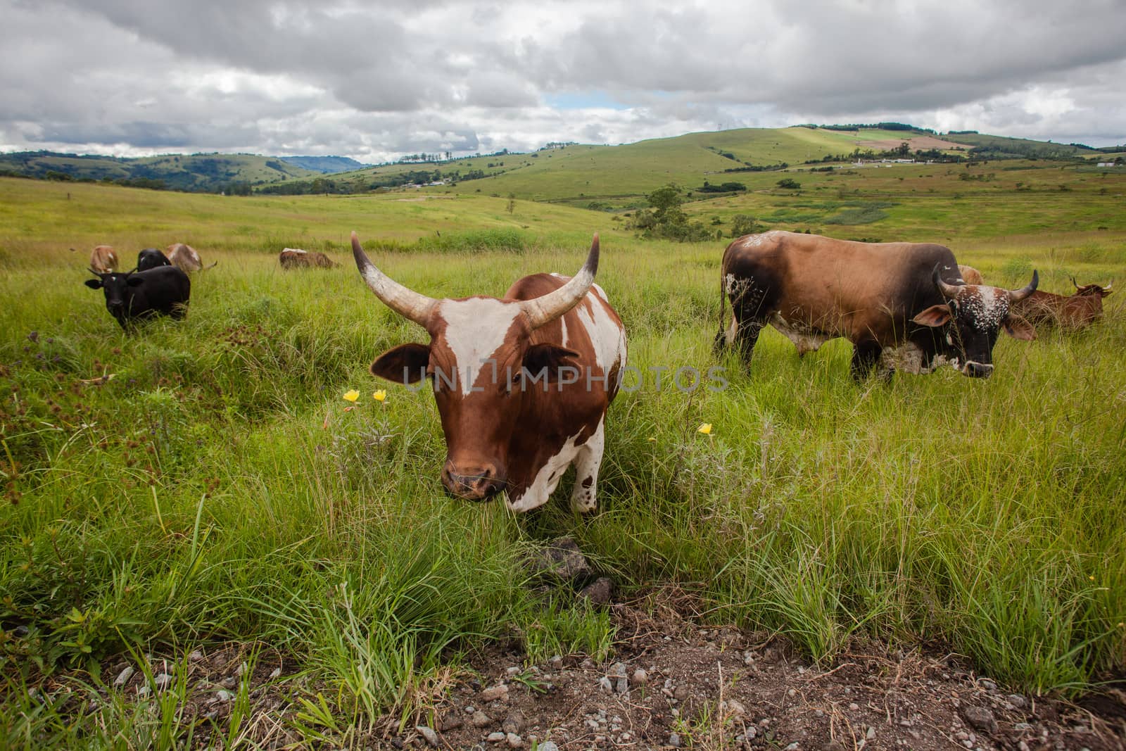 Cattle Herd Hills by ChrisVanLennepPhoto