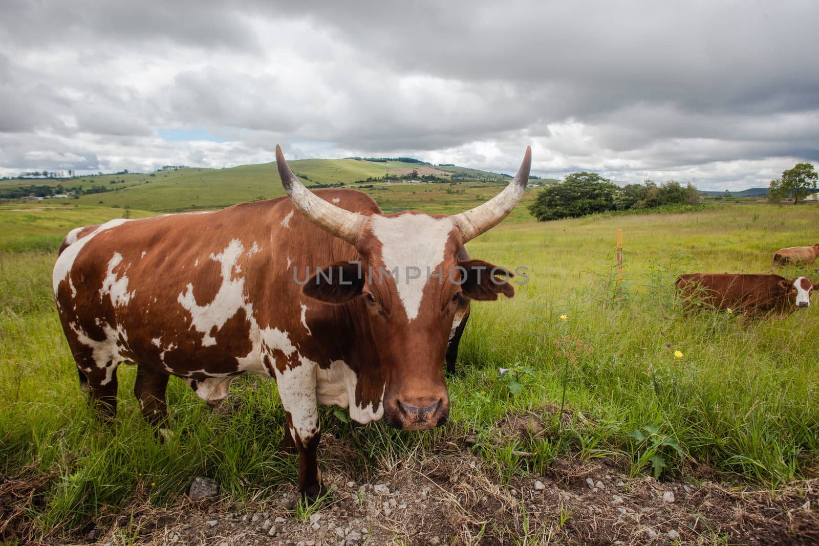 Close head horns portrait of bull cow and surrounding green hills