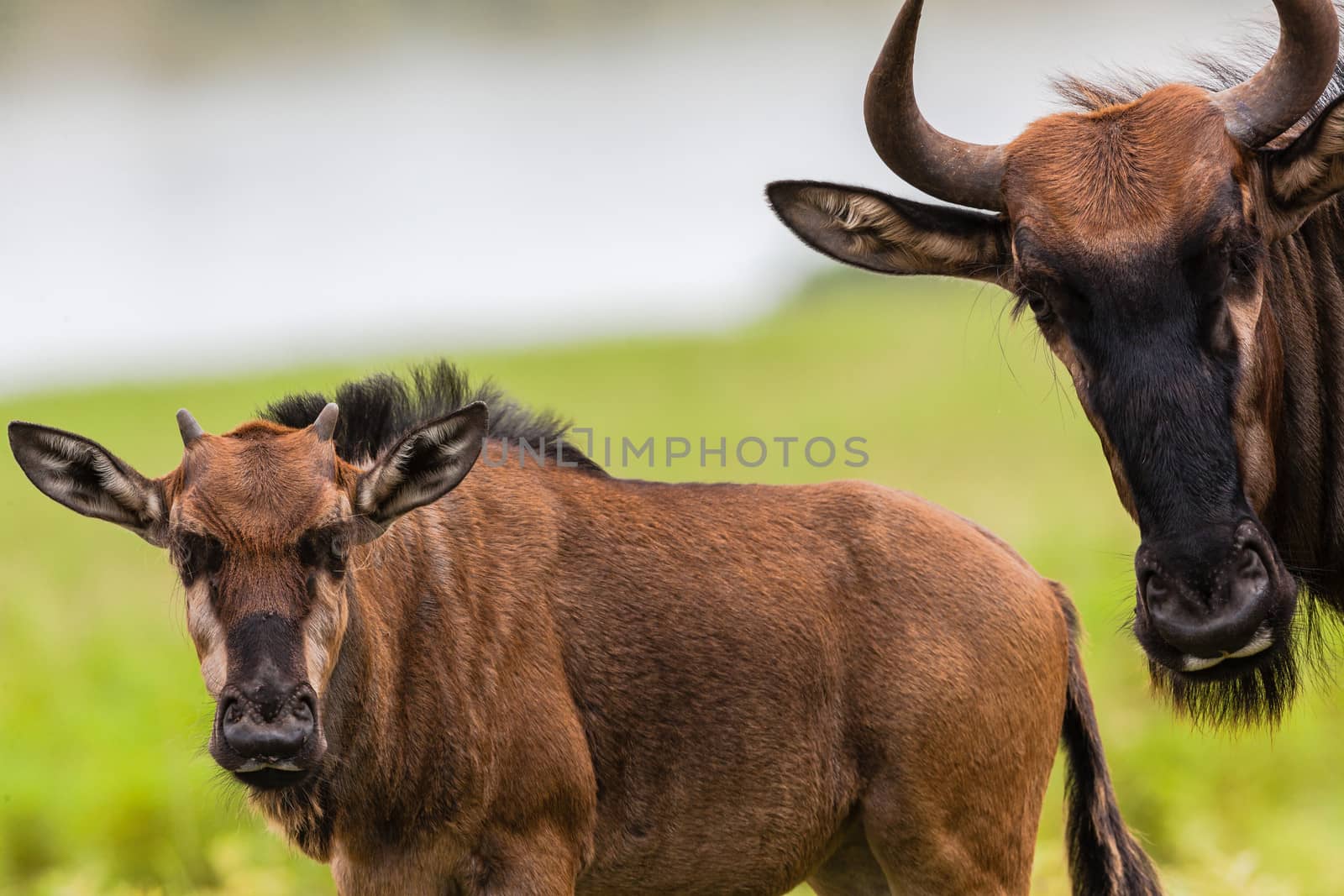 Close portrait of wildlife animals a blue-wildebeest protects new born calf.