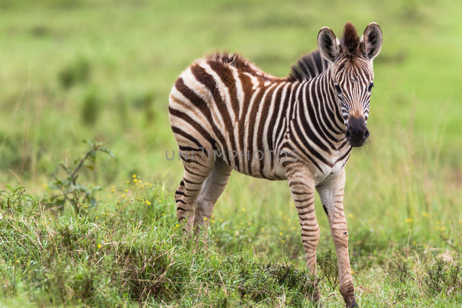 Zebra calf in wildlife animal reserve nearby mother.