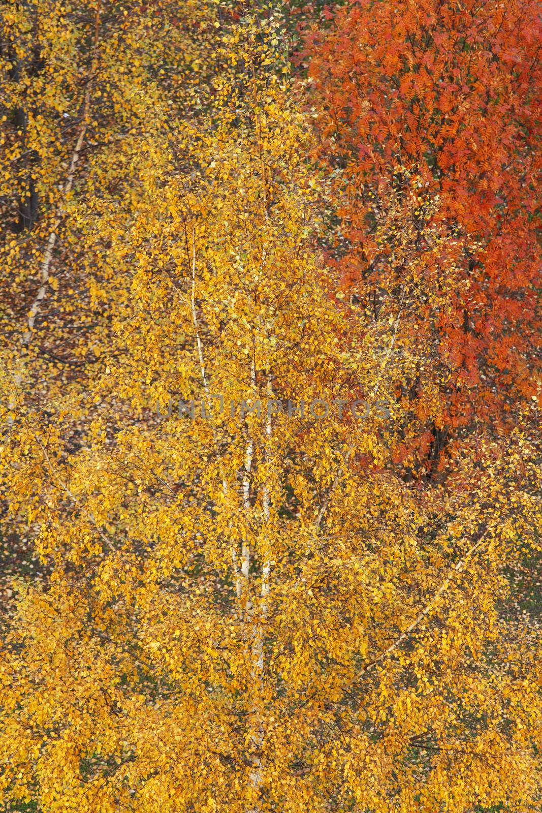 Top view on colorful autumn trees