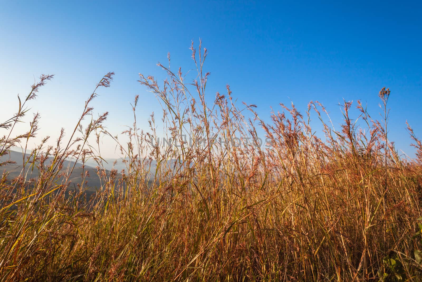 Grass Blue Vegetation by ChrisVanLennepPhoto