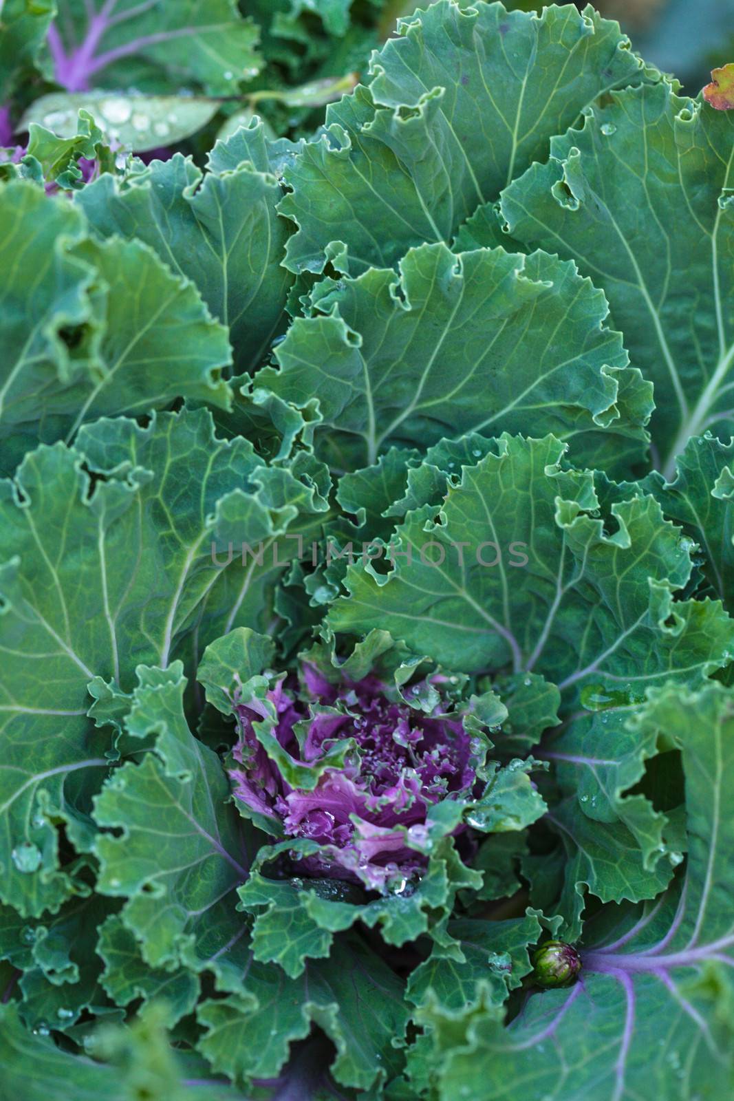Decorative cabbage close up in the garden