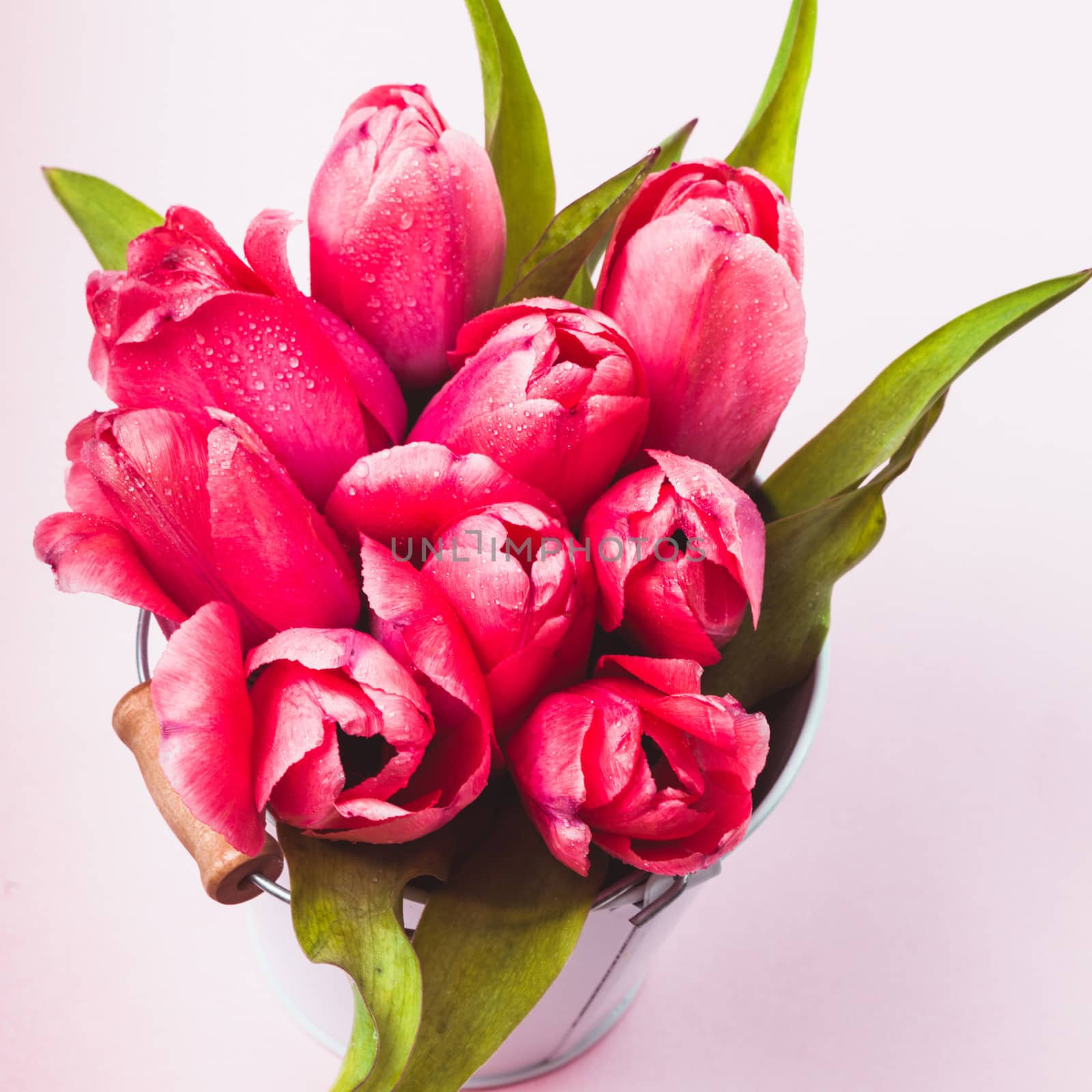 Pink tulips in decorative bucket close up