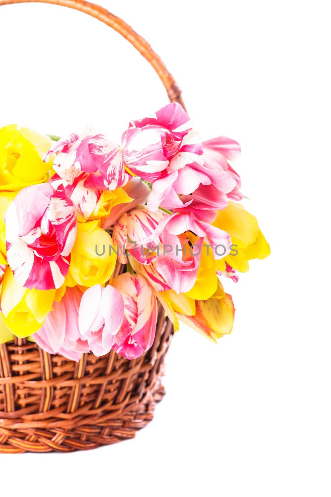 Colourful tulips in basket isolated on white
