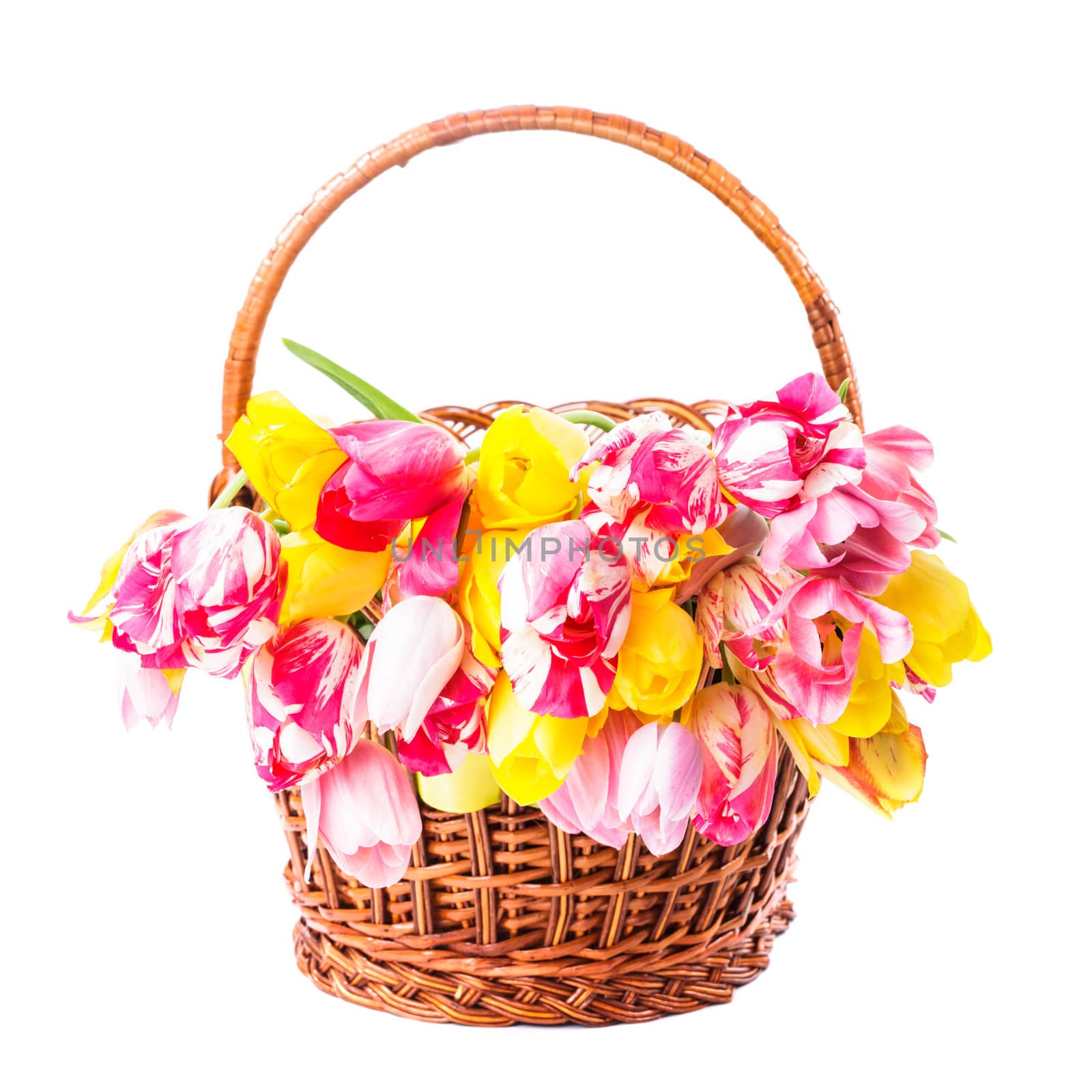 Colourful pink and yellow tulips in basket on white