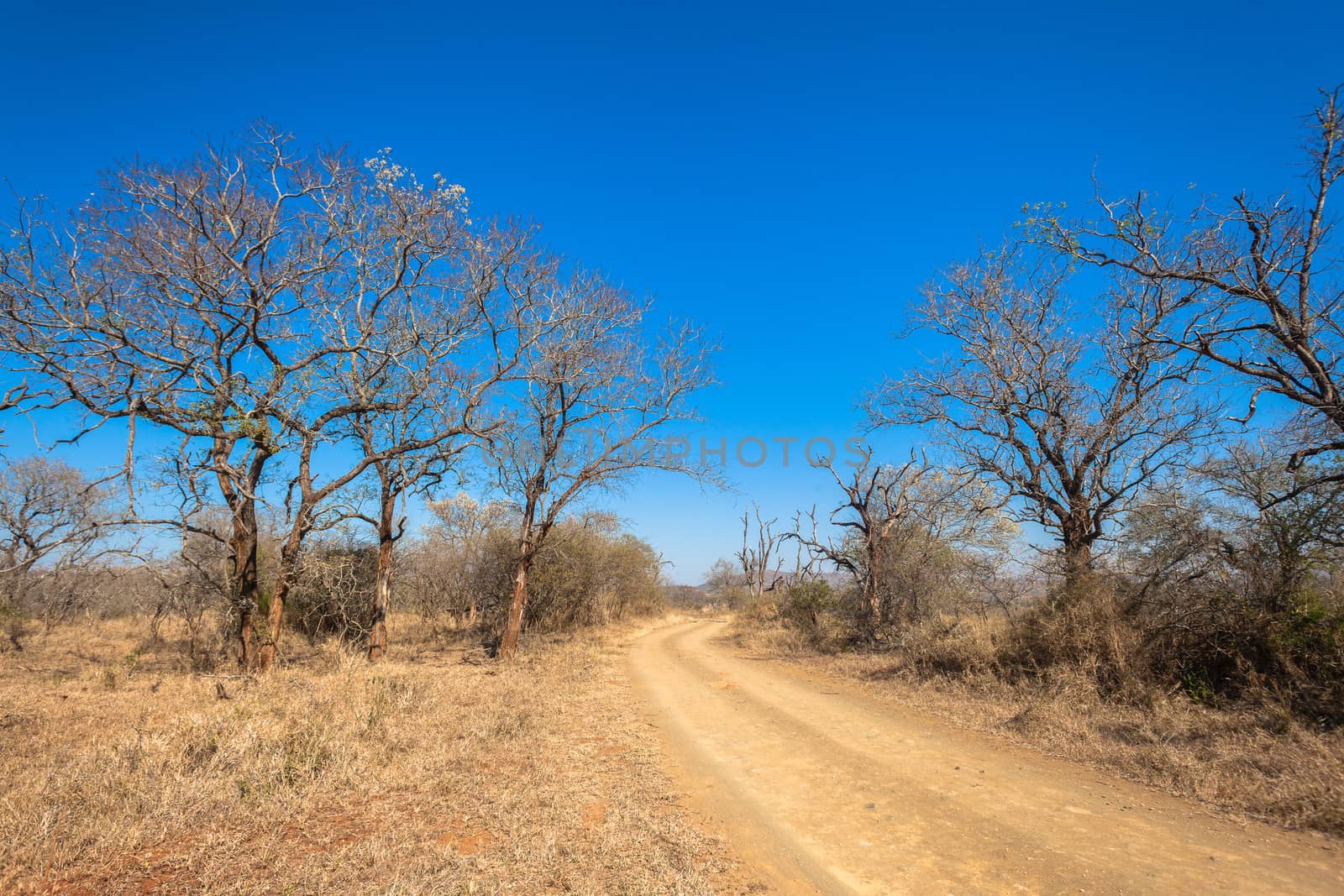 Dirt road across rugged terrain with trees  thick grass vegetation in wildlife park