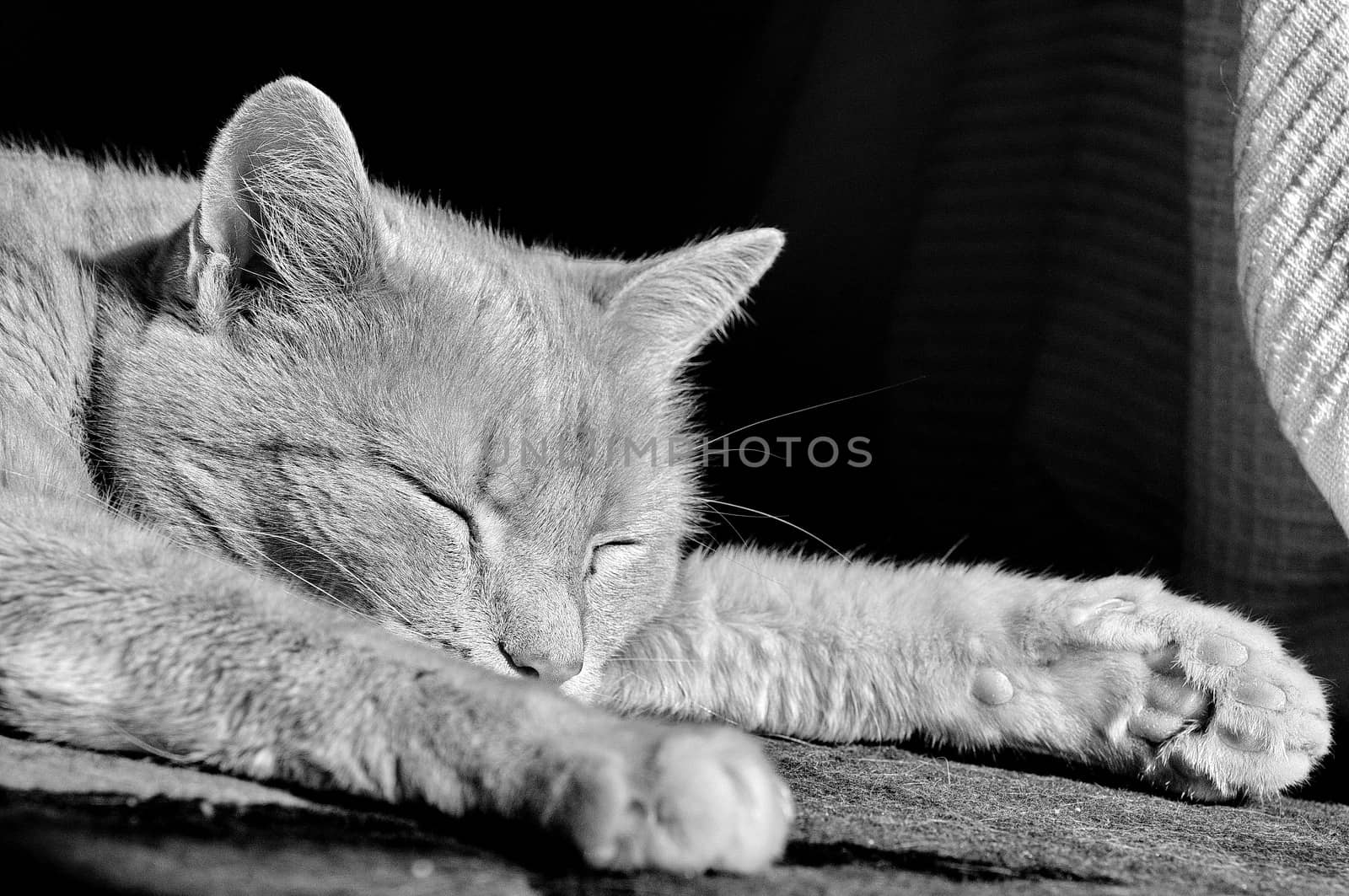 Cat sleeping by anderm