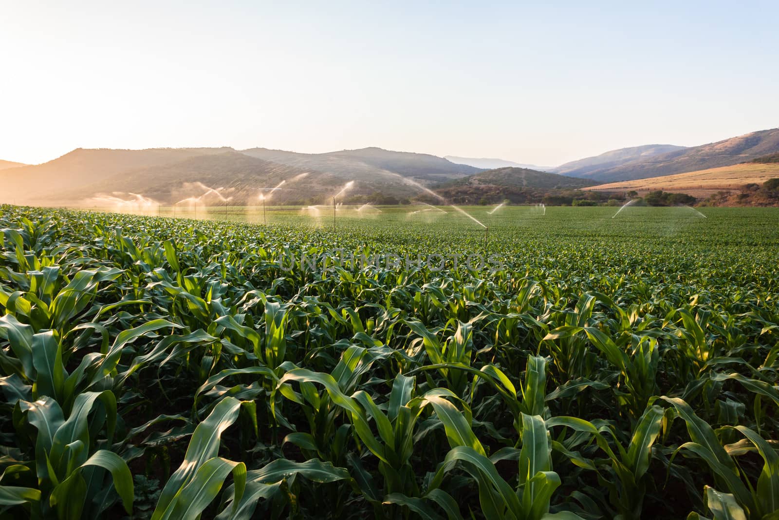 Food maize crop getting water from sprinklers at sunset