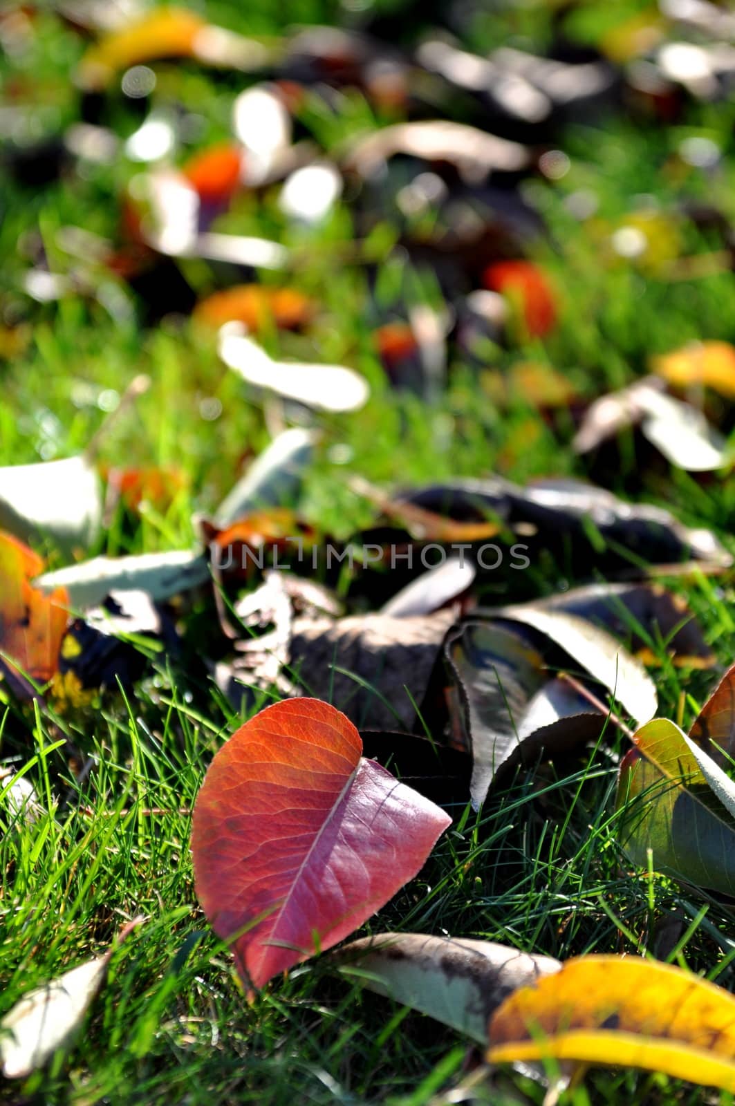 Autumn leaves by anderm
