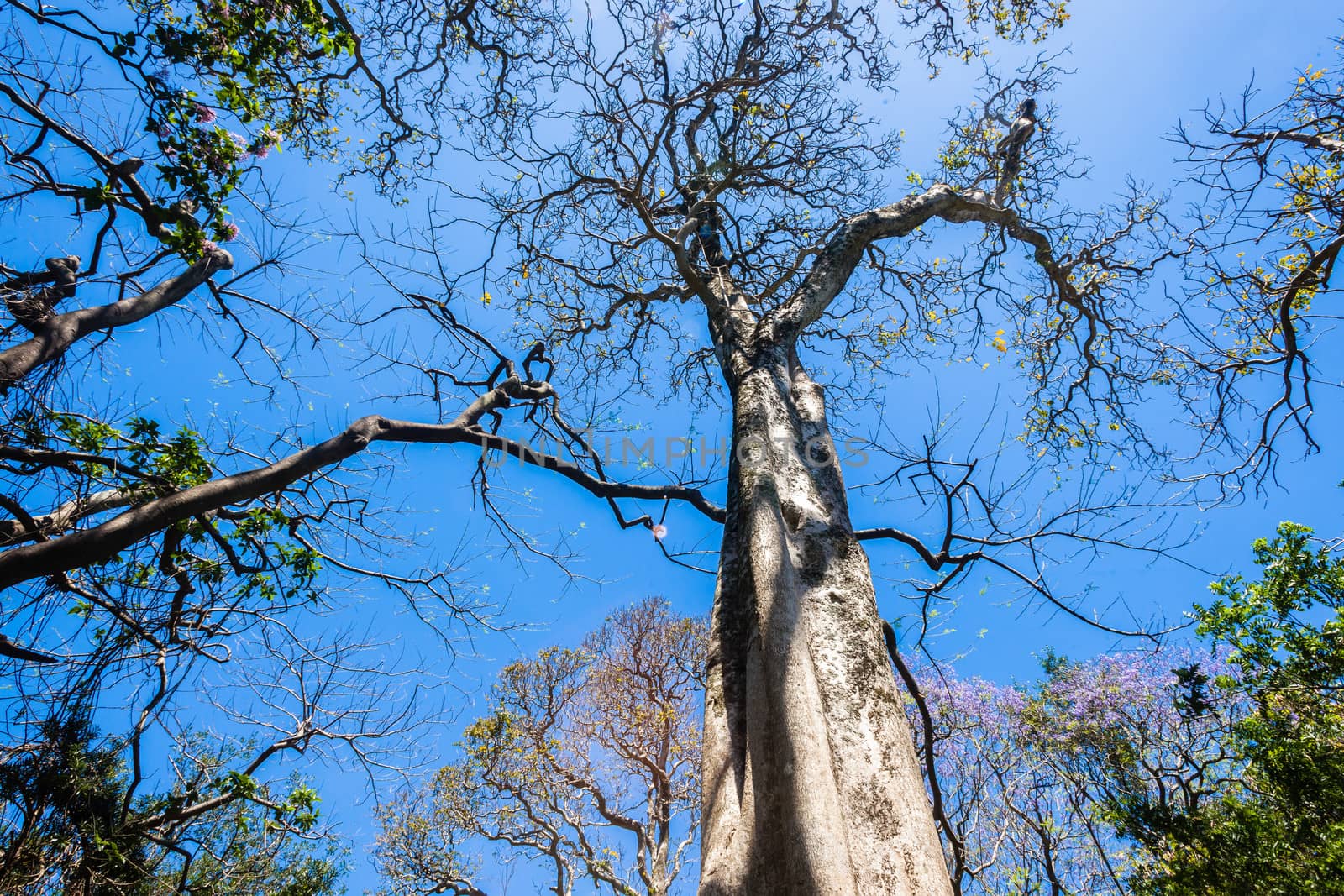 Upward view of protected tall strong yellowwood trees in nature reserve.
