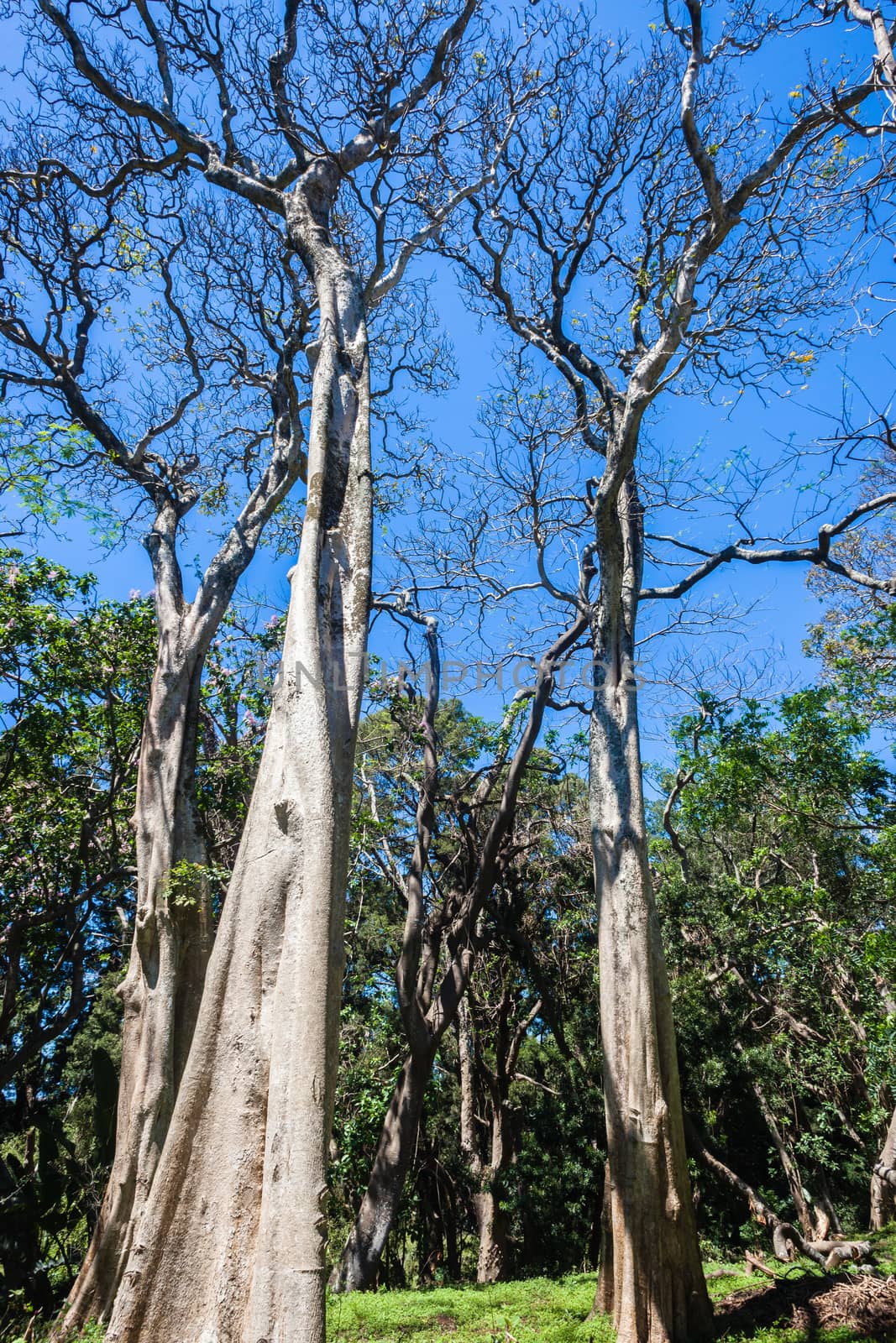 Upward view of protected tall strong yellowwood trees in nature reserve.