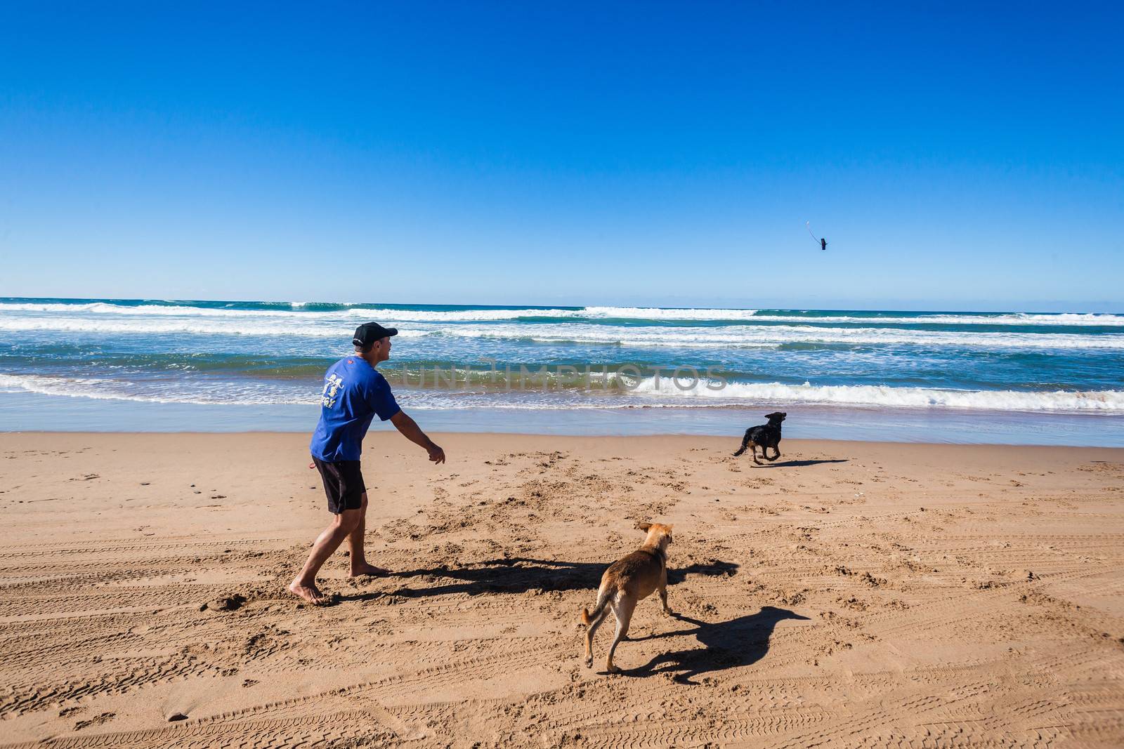 Beach Dogs Master Playtime by ChrisVanLennepPhoto