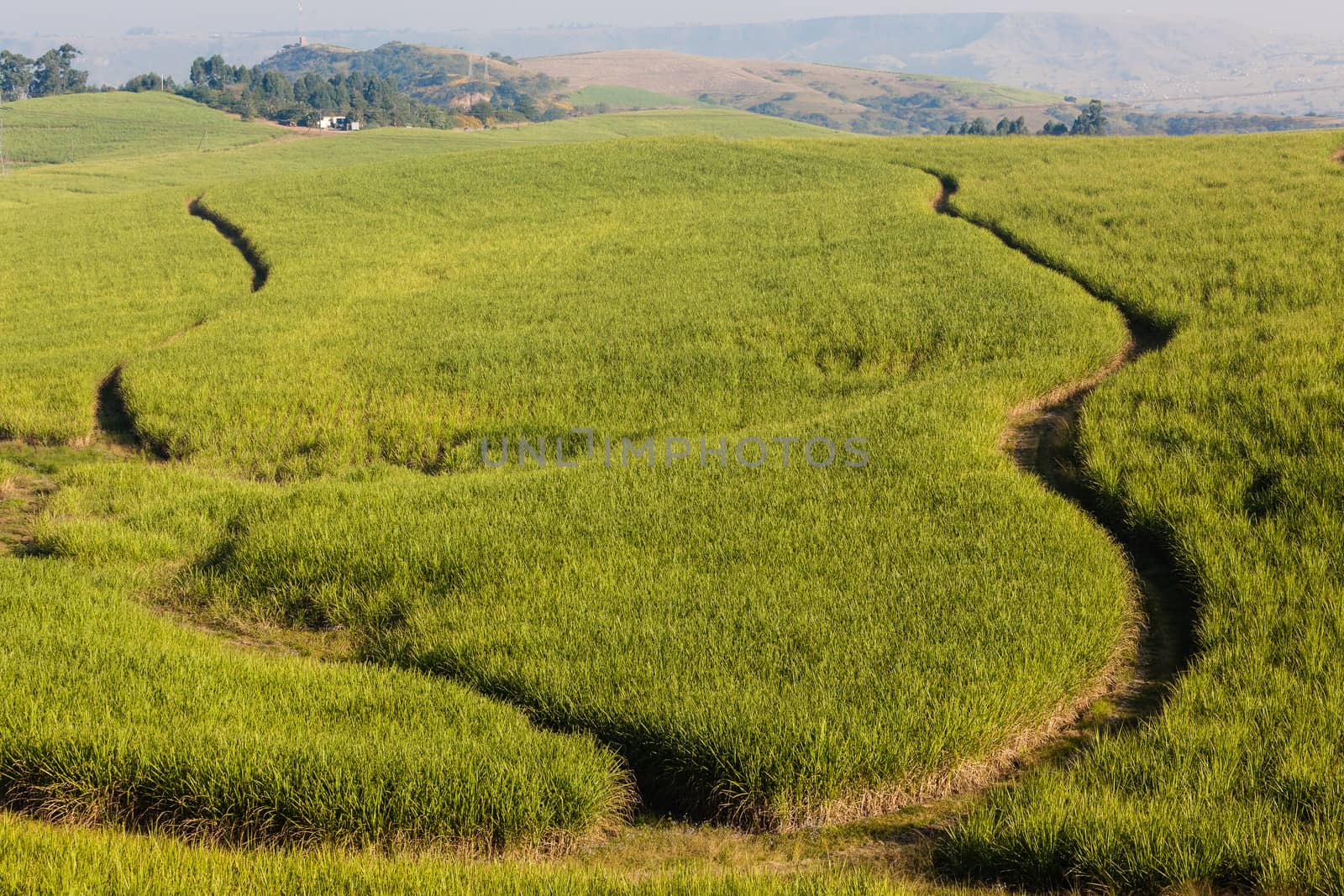 Sugar cane crops spread over the hillside landscape with section firebreaks.