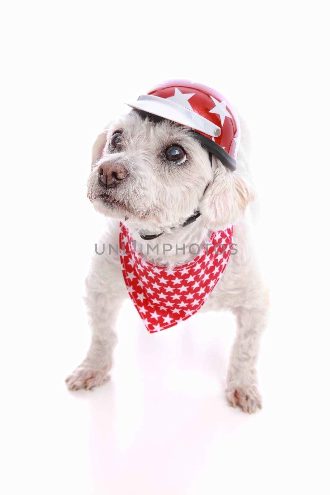 A small tough dog wearing a bike helmet and red bandana with stars.  White background.