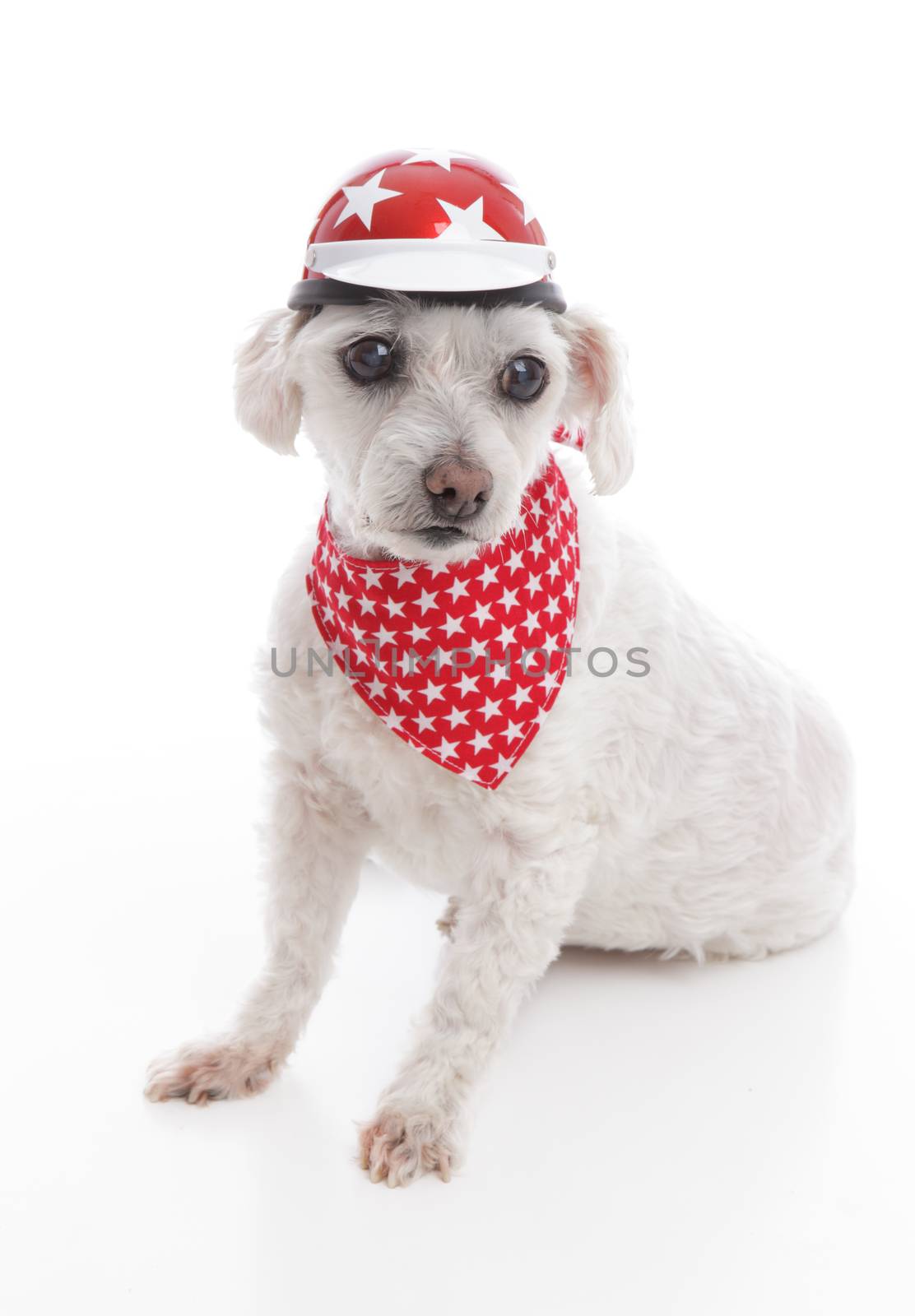 White dog wearing a bike helmet and red bandana with stars