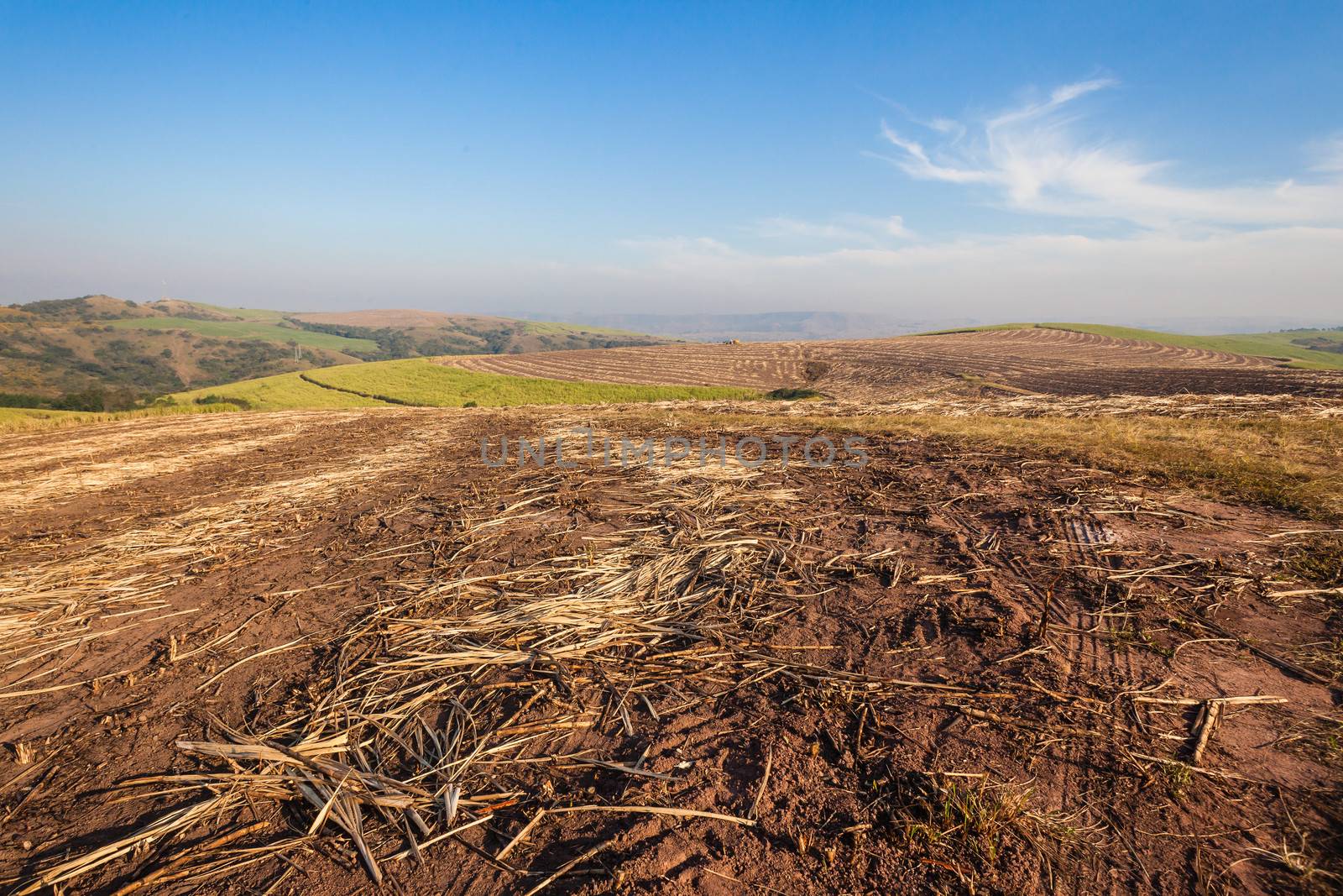 Sugar cane crop harvested field bare ready for new season.