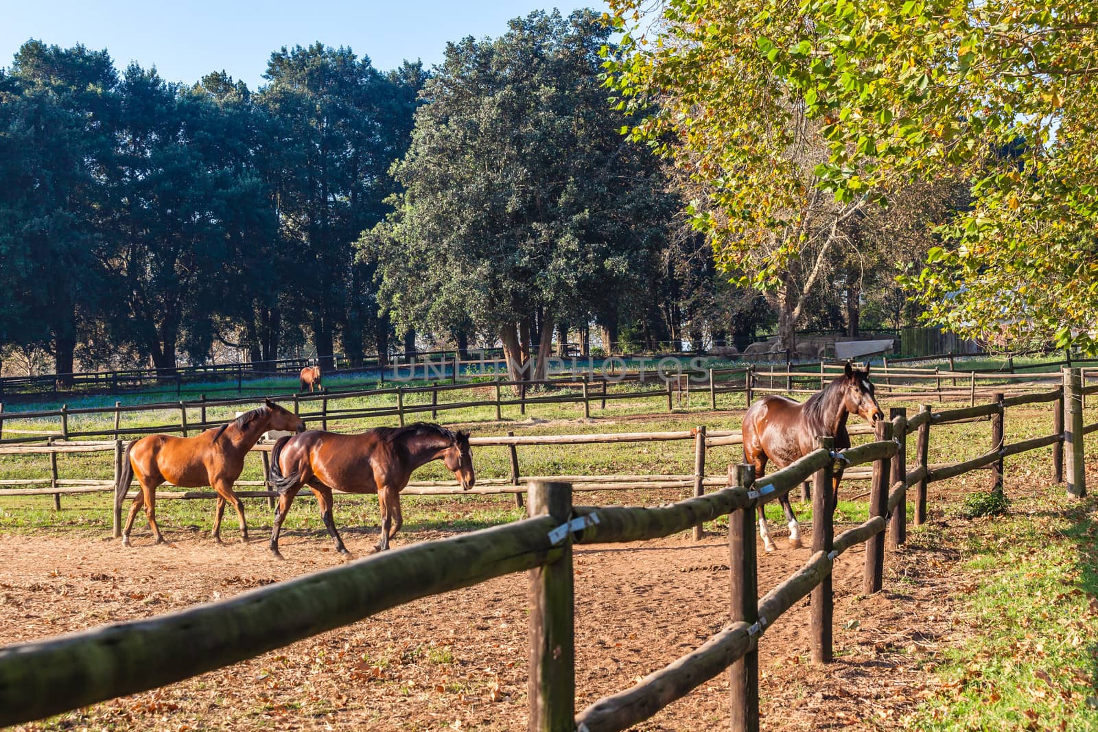 Retired race horses in outside paddocks in afternoon sunlight.