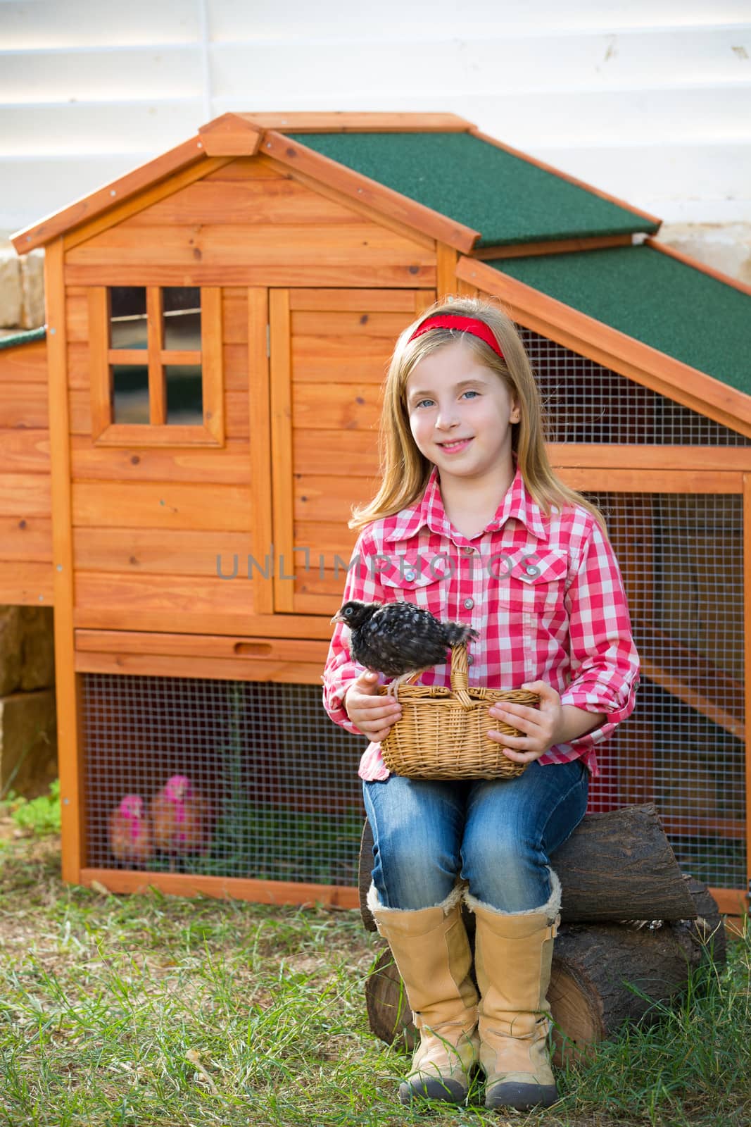 breeder hens kid girl rancher blond farmer playing with chicks in chicken hencoop