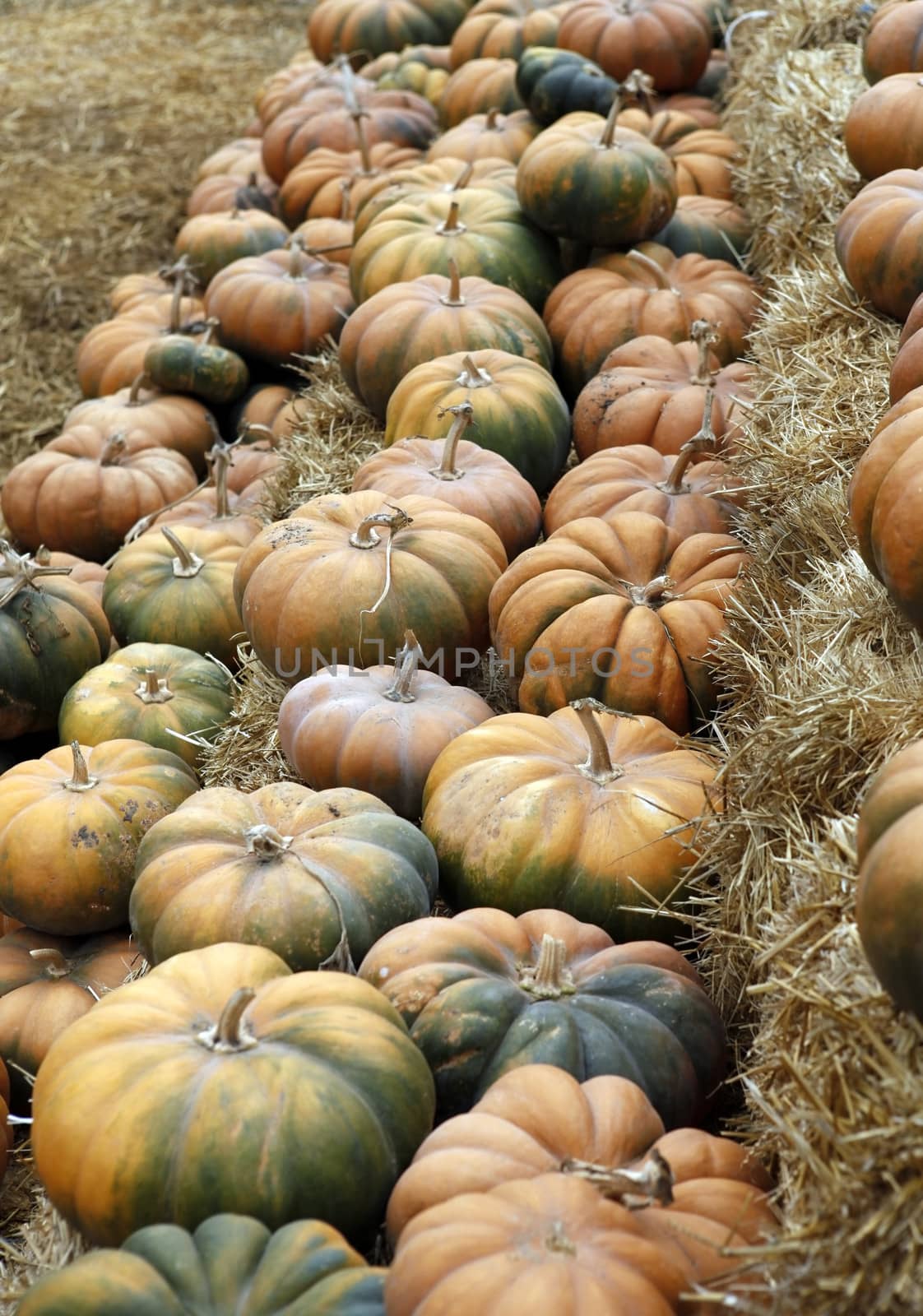 Many pumpkins. Fair of a pumpkins in California
