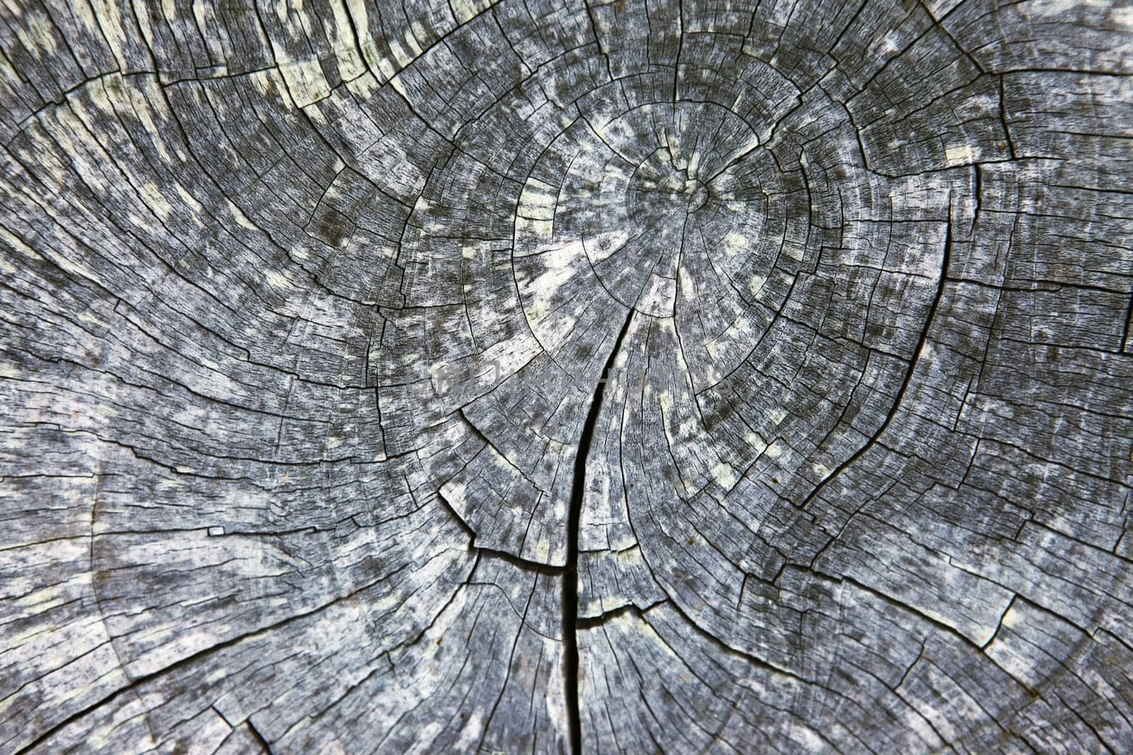 Full screen high resolution shot of wood.