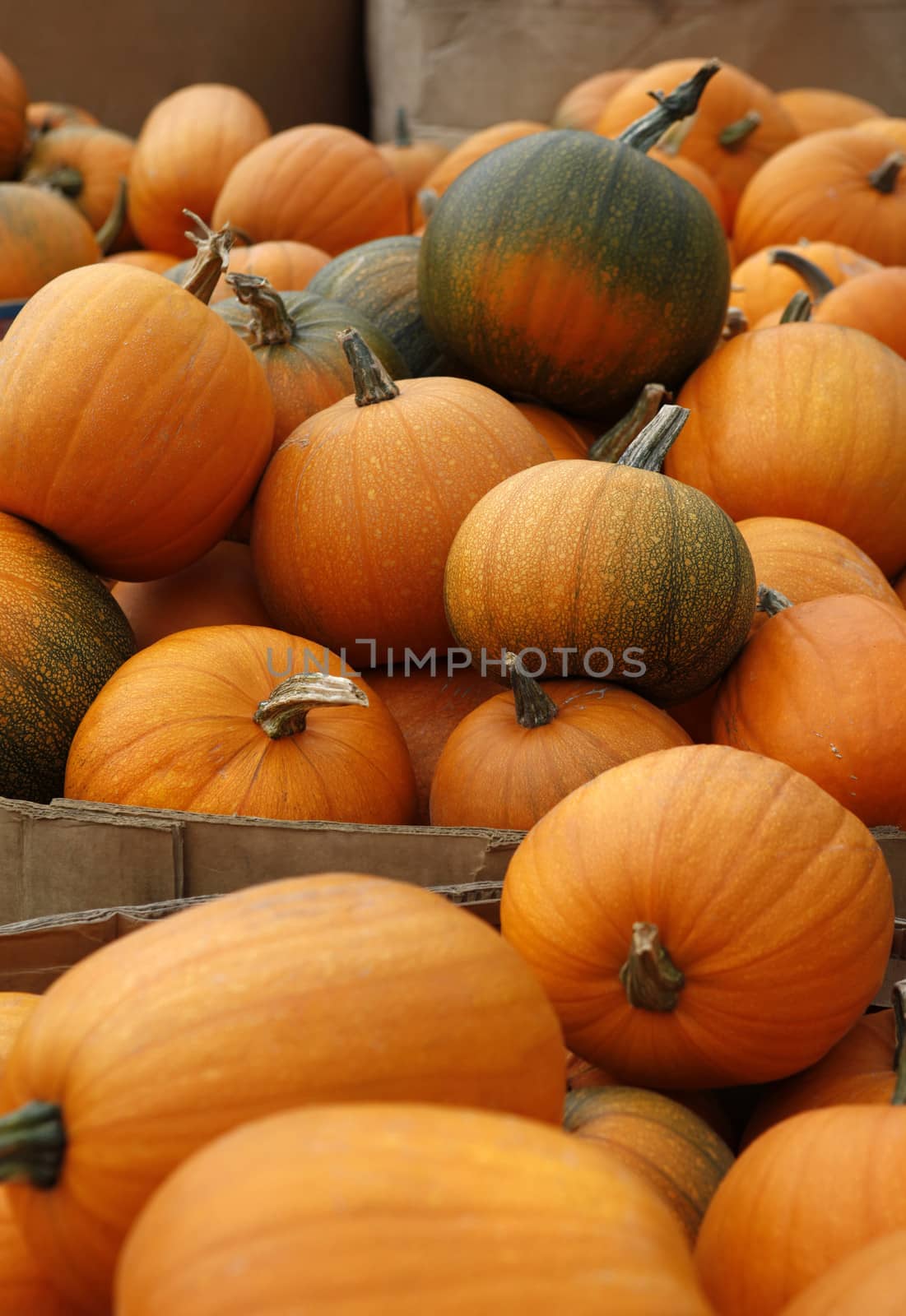 Many pumpkins. Fair of a pumpkins in California