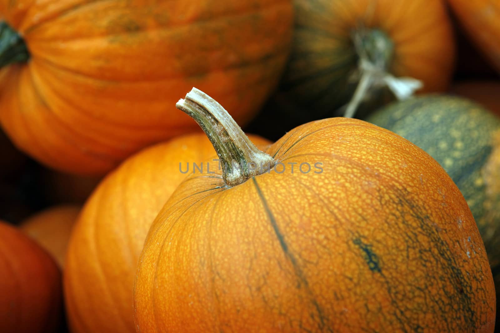 Many pumpkins. Fair of a pumpkins in California